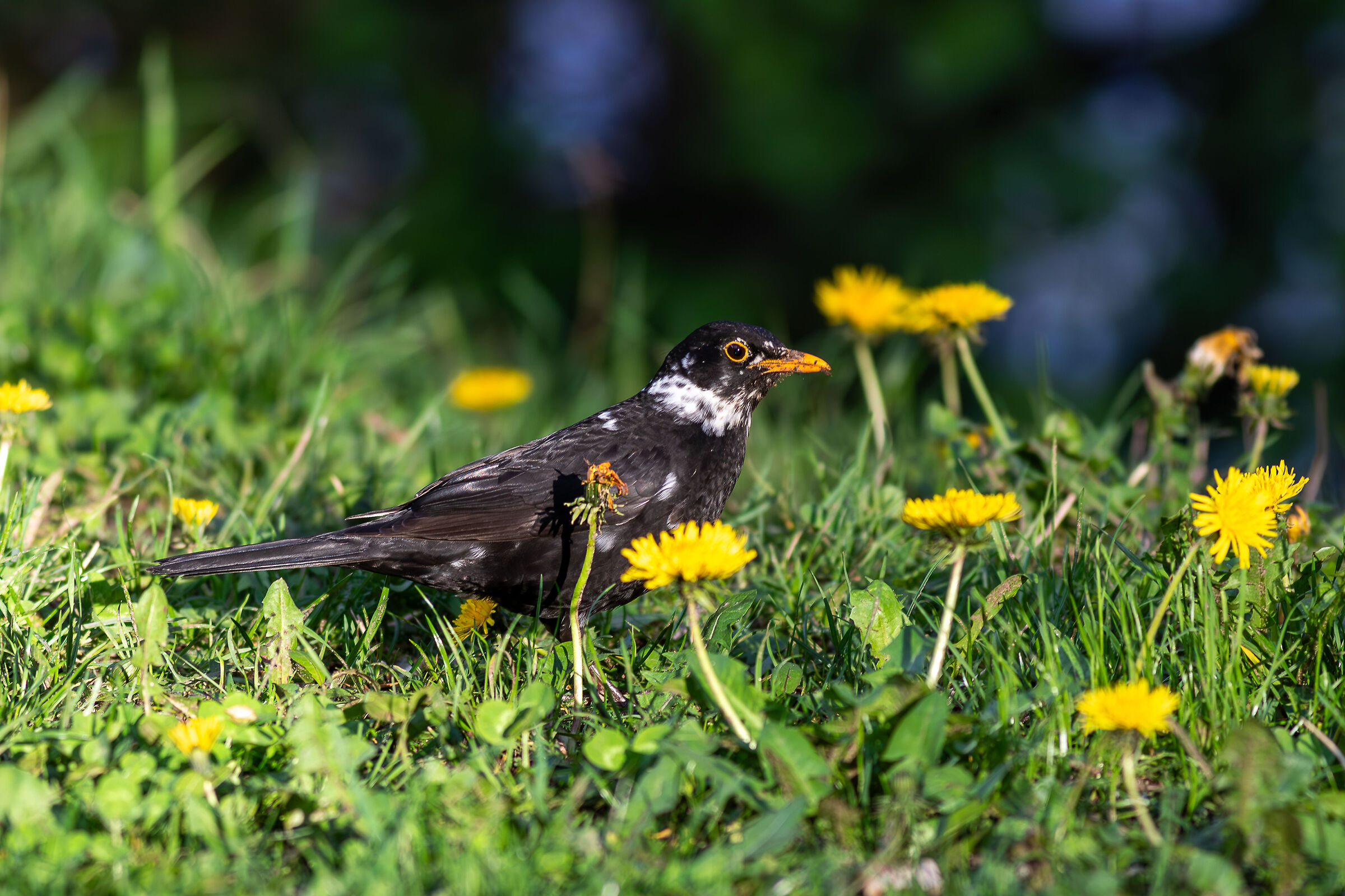 Partially leucistic blackbird