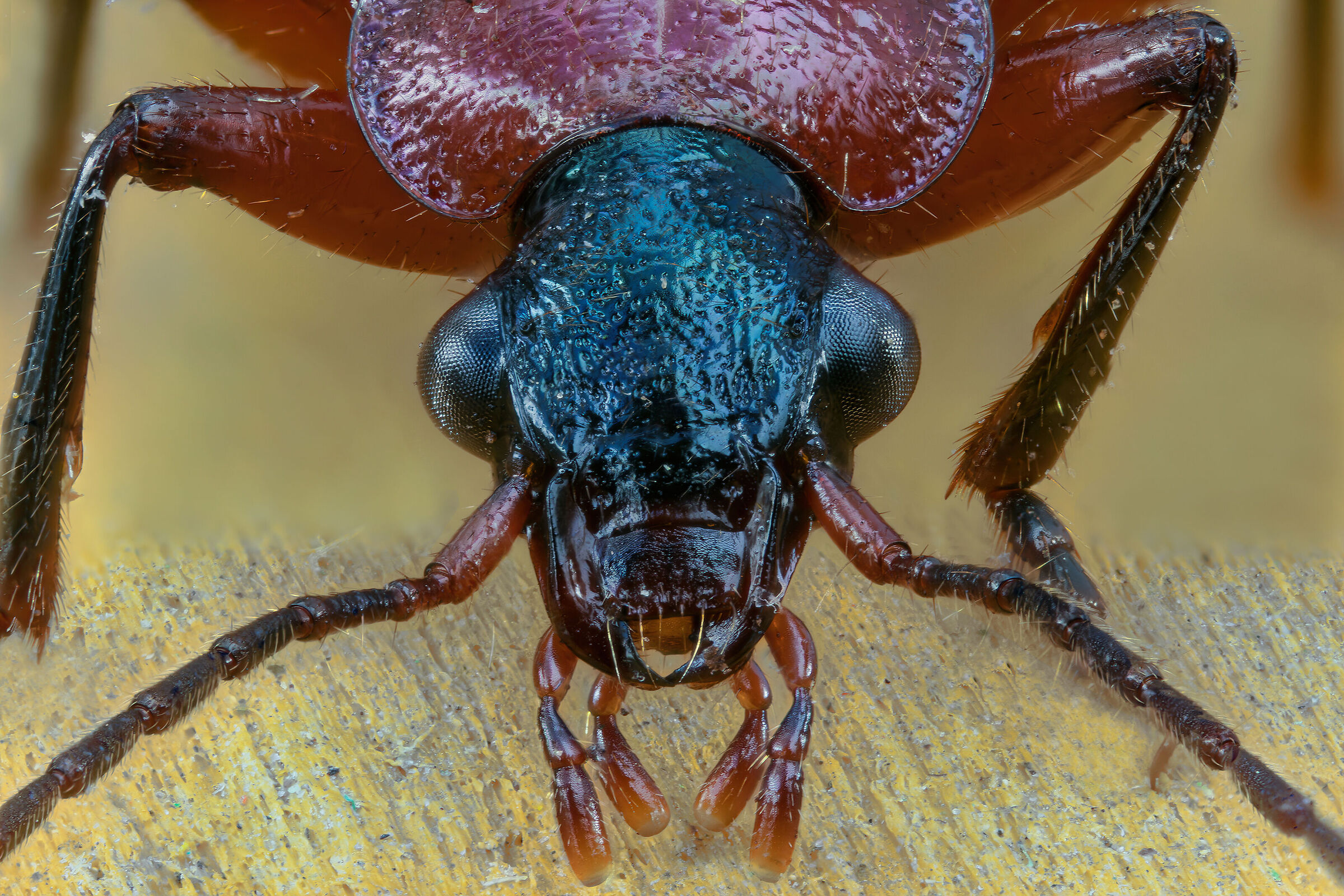 Lamprias fulvicollis