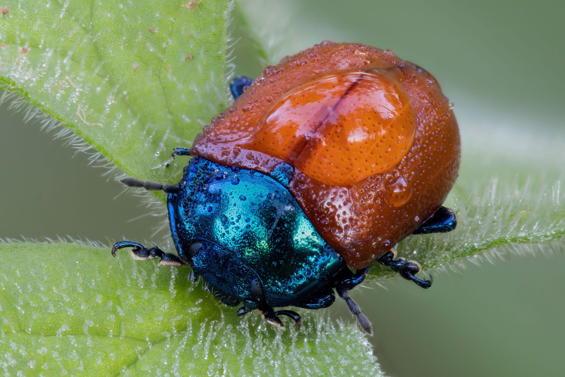 Chrysolina grossa