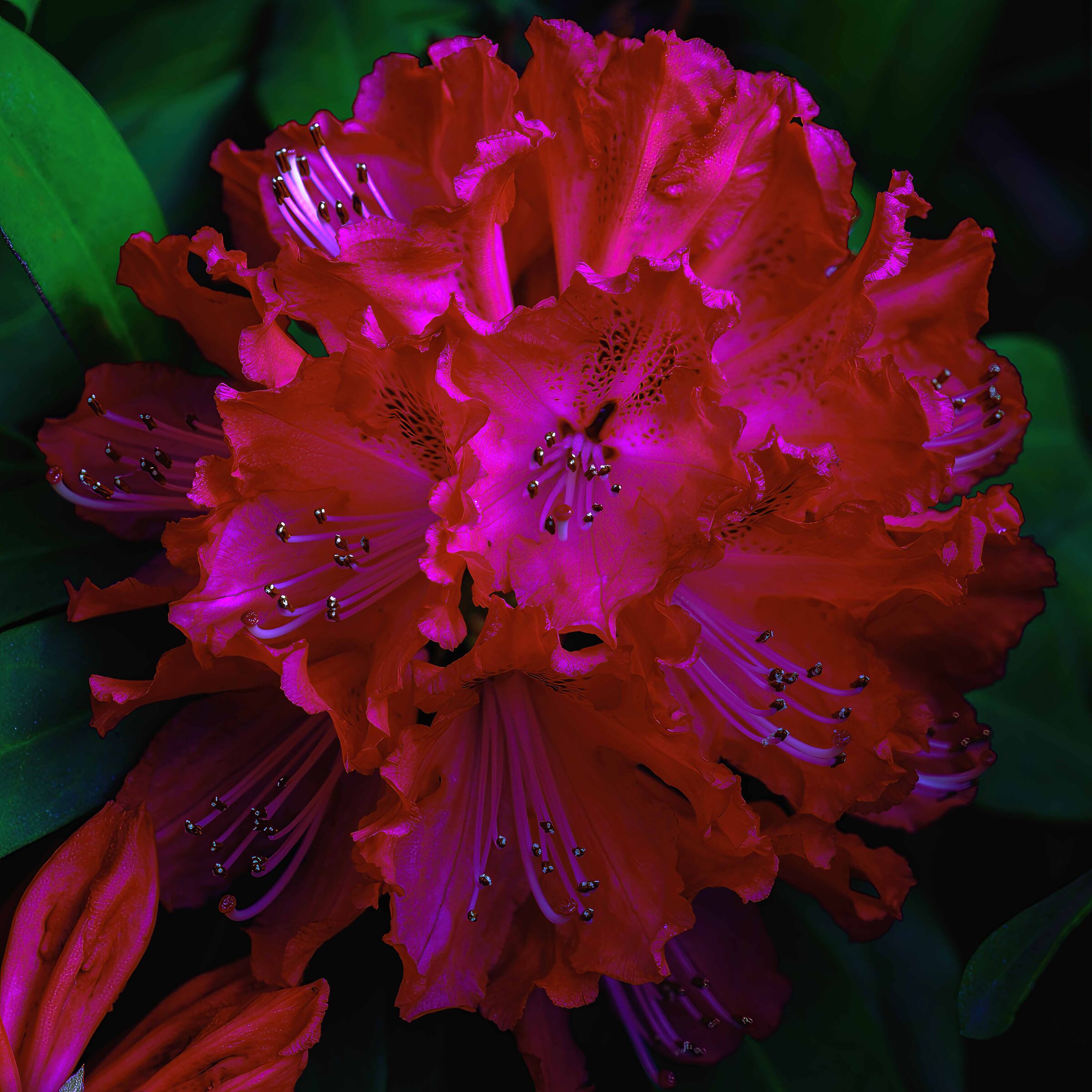 In a flower.............