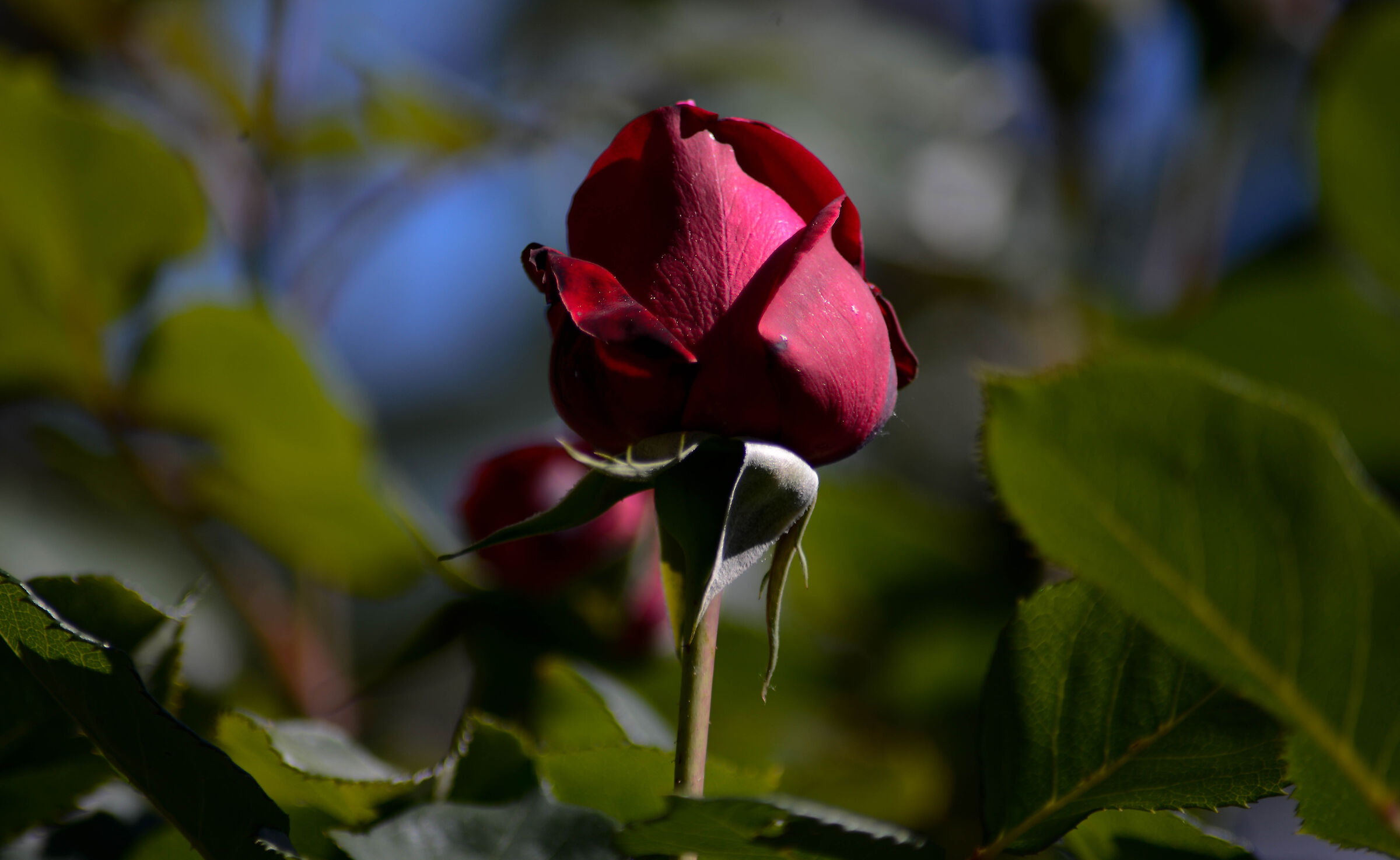 Rose