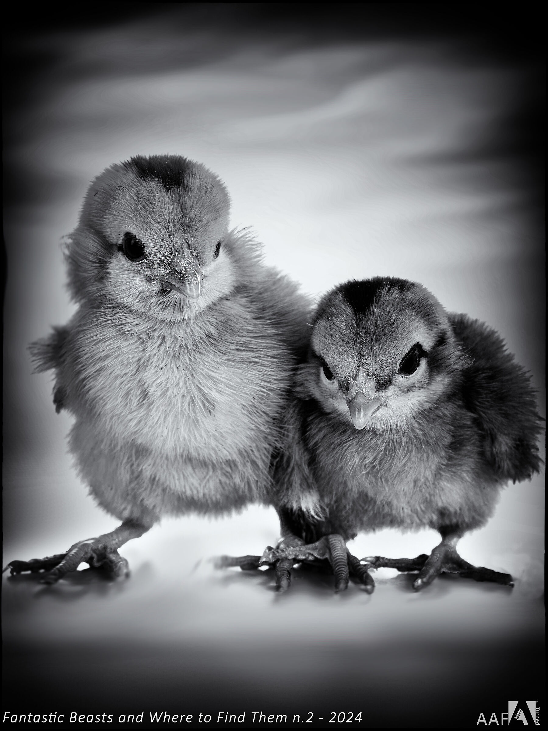 Fantastic Beasts and Where to Find Them n.2 - 2024