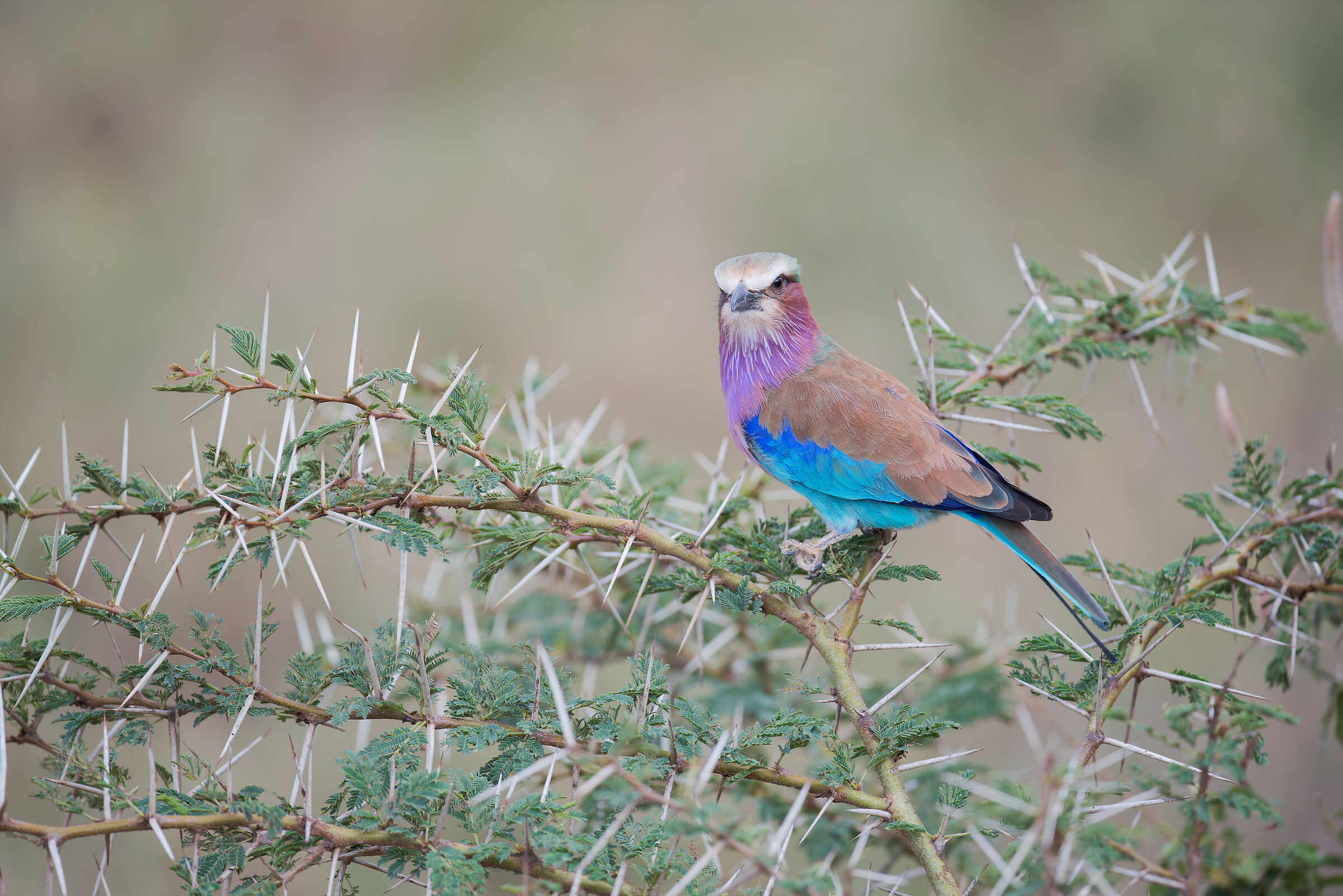 Lilac-breasted jay