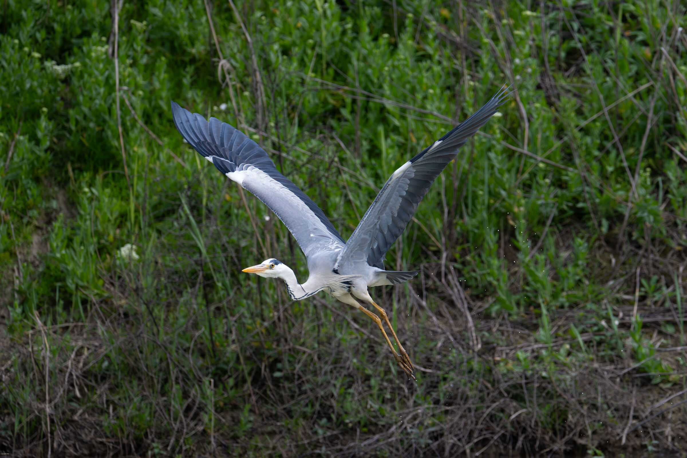 The unsurpassed elegance of the grey heron in flight