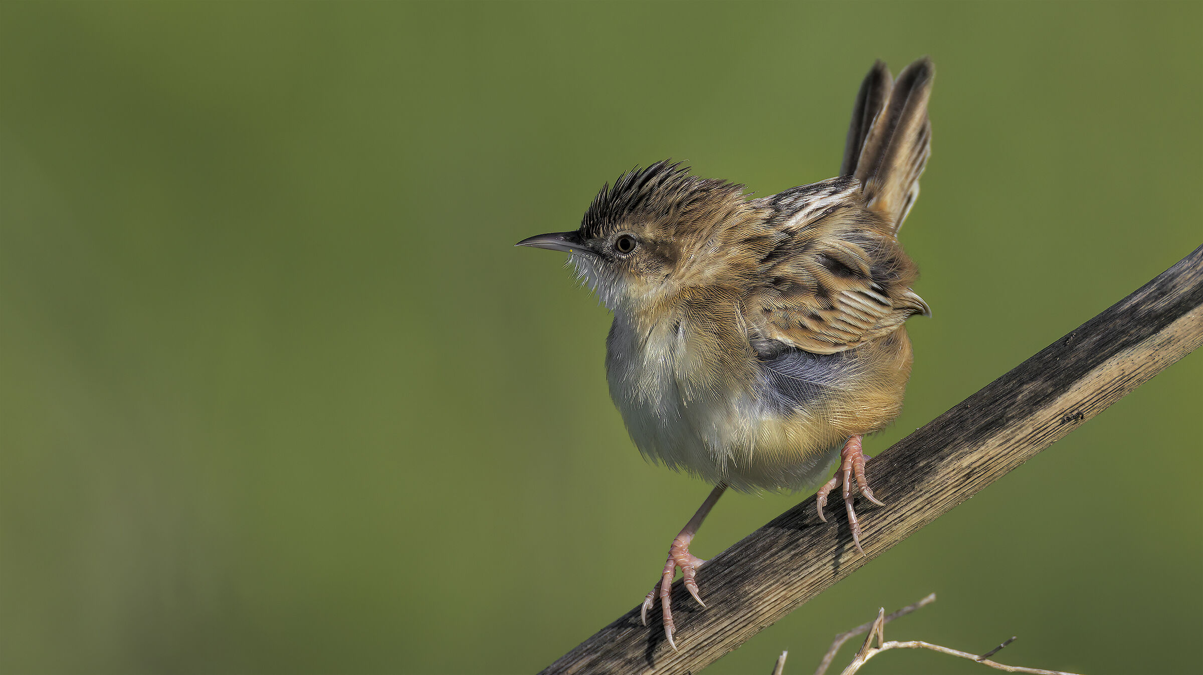 beccamoschino in luce buona