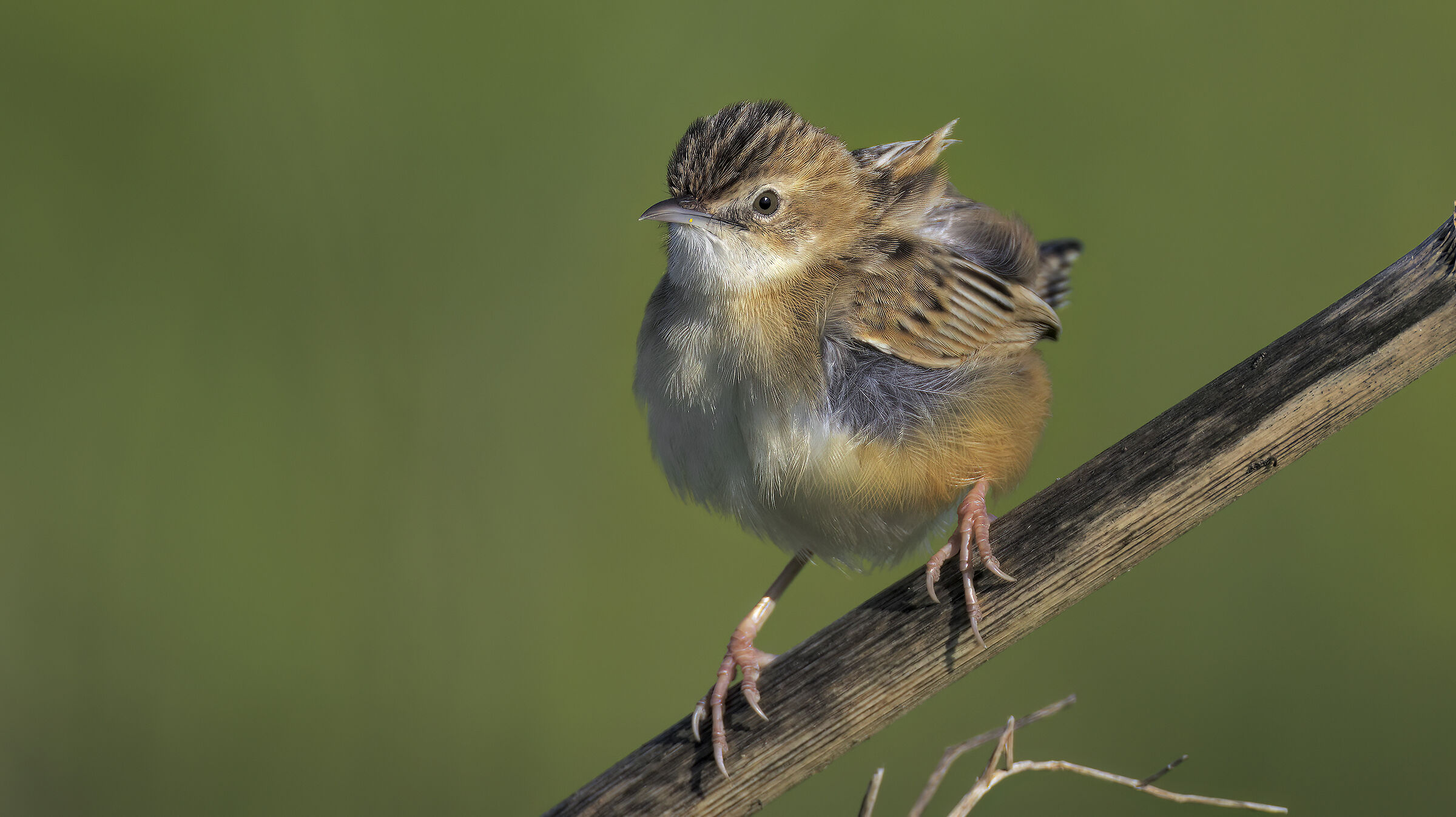 beccamoschino in luce buona3