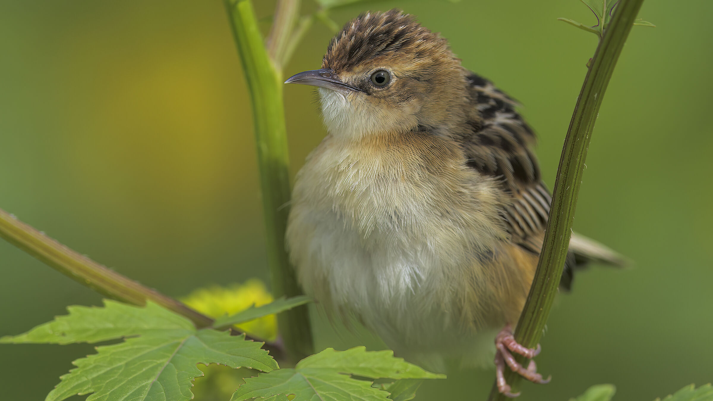 beccamoschino nella colza