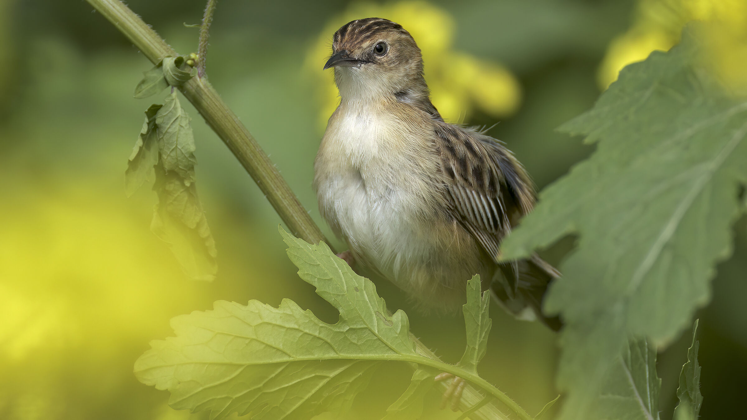 beccamoschino nella colza3