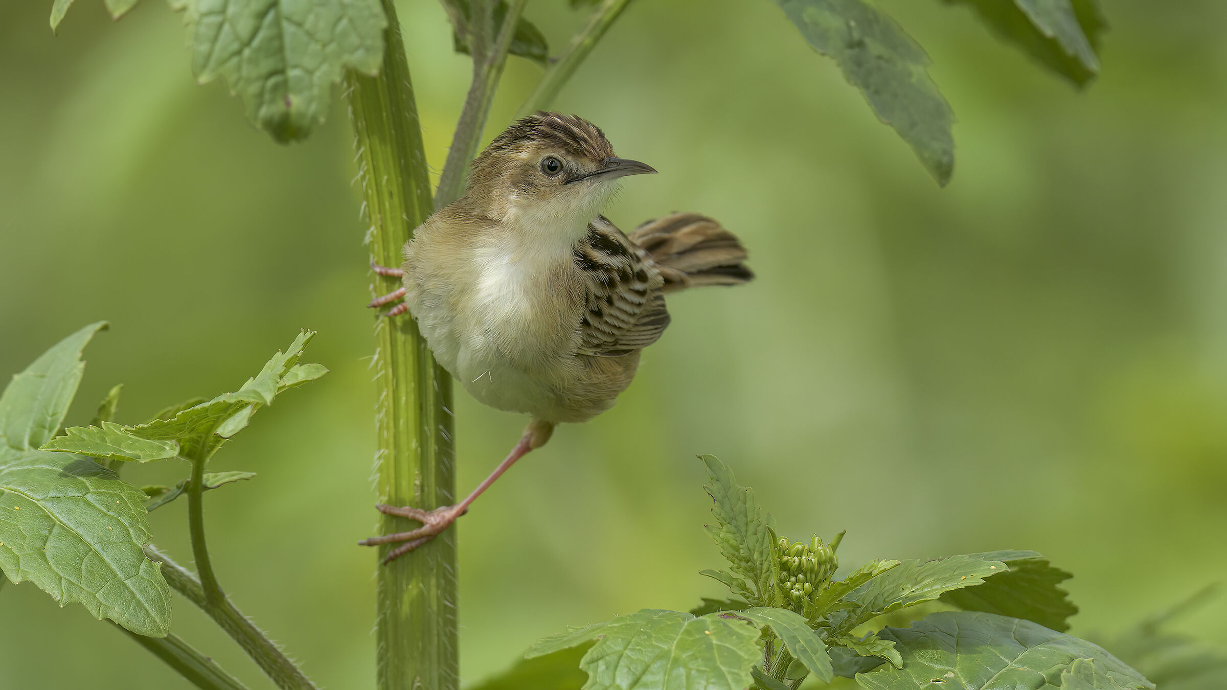 beccamoschino nella colza5