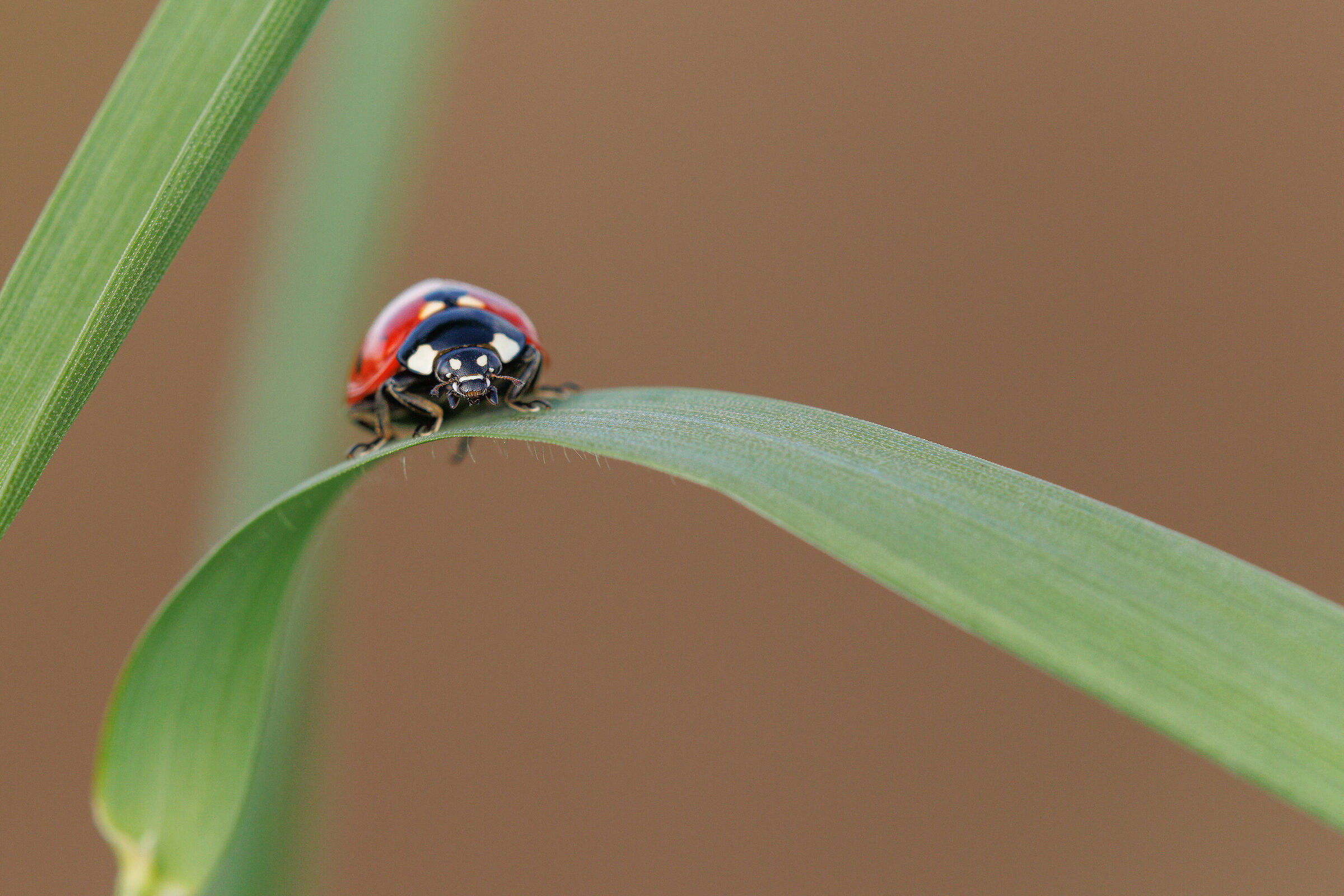 Coccinella