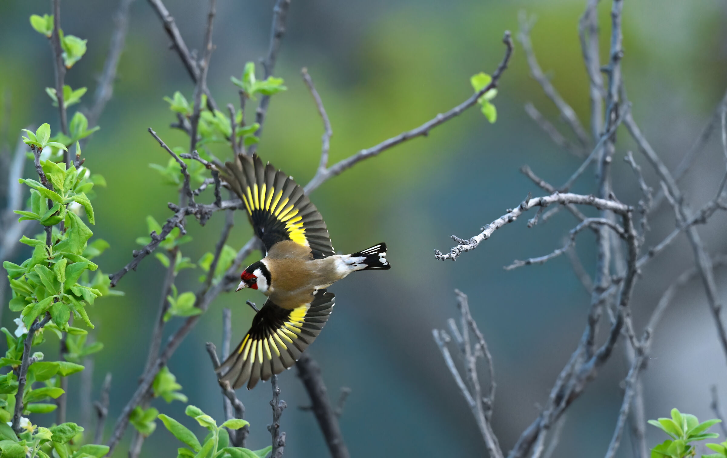 Goldfinch