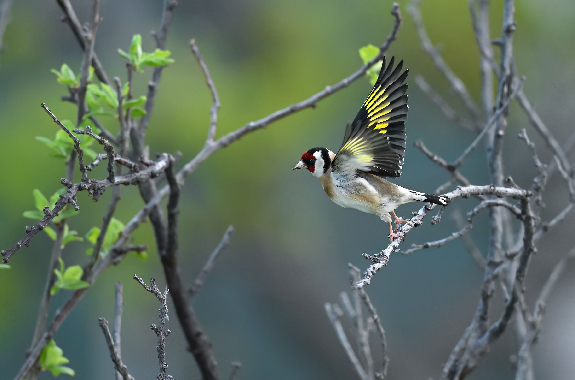 Goldfinch