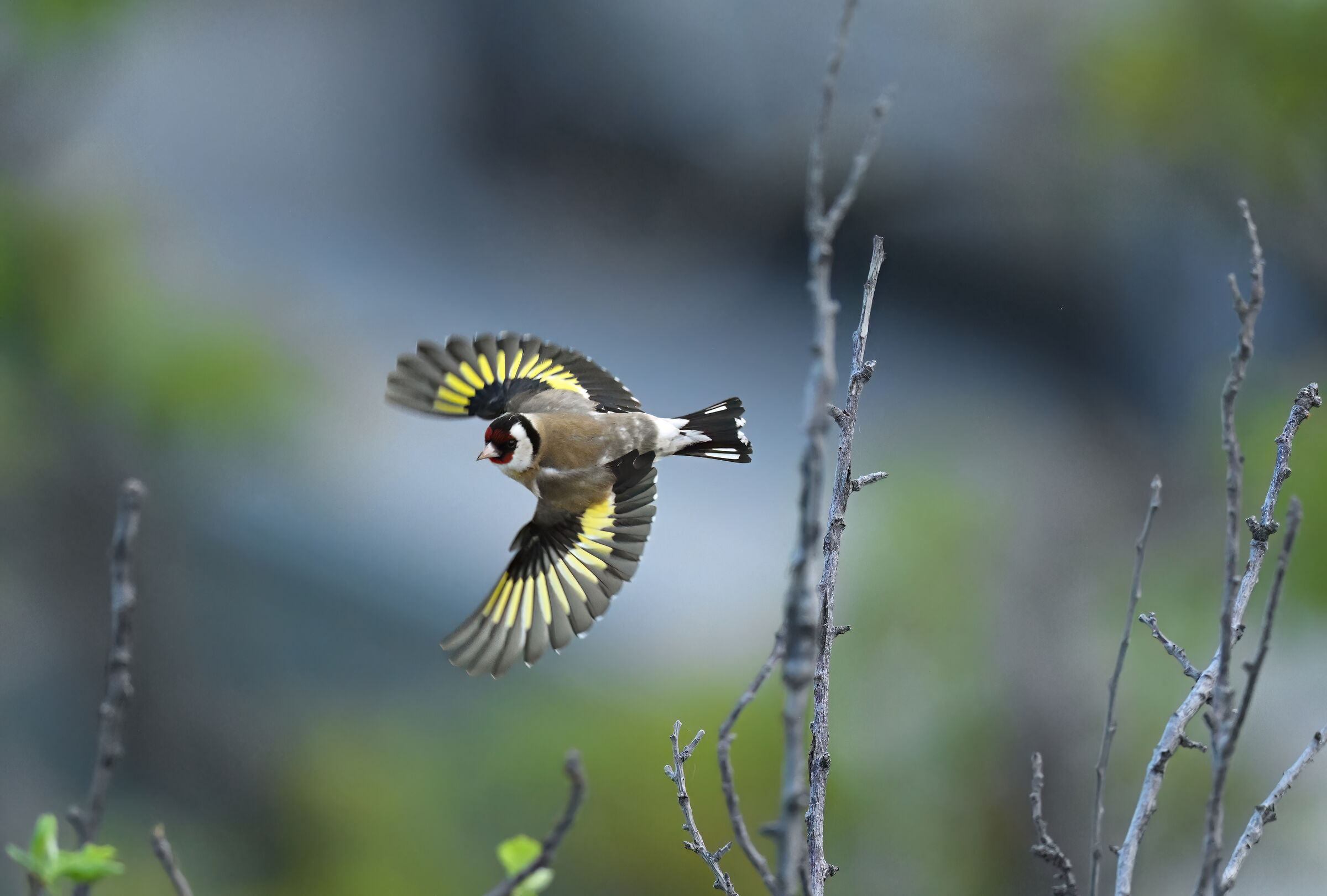 Goldfinch