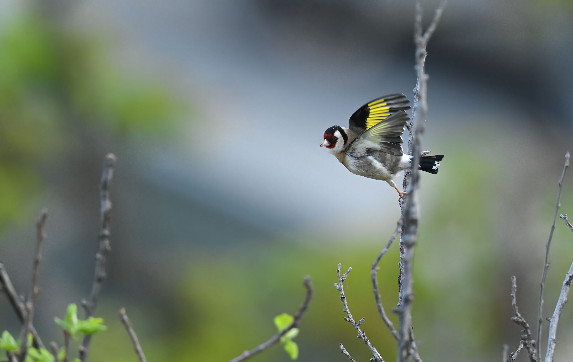 Goldfinch