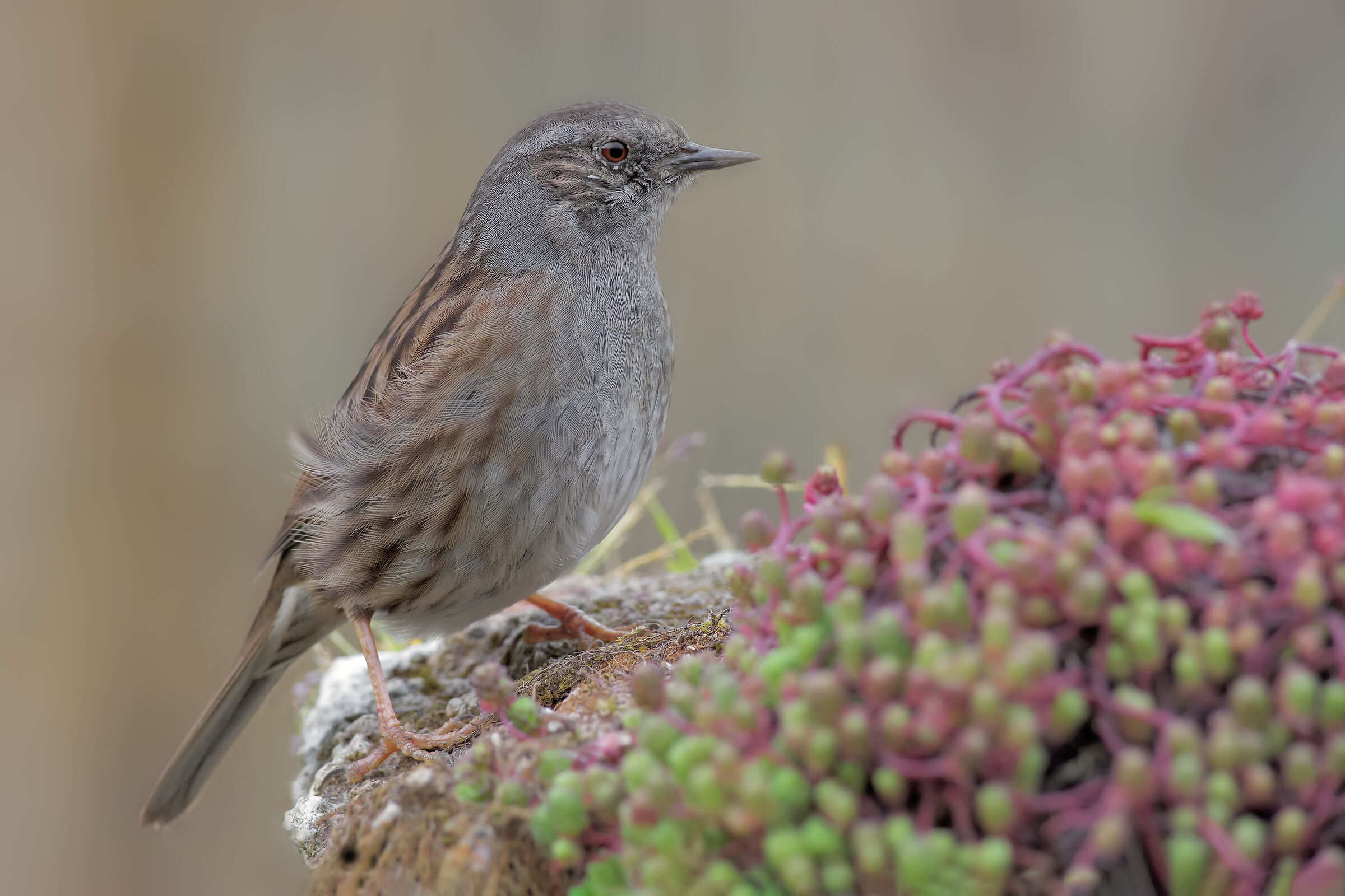 Passera scopaiola su Sedum