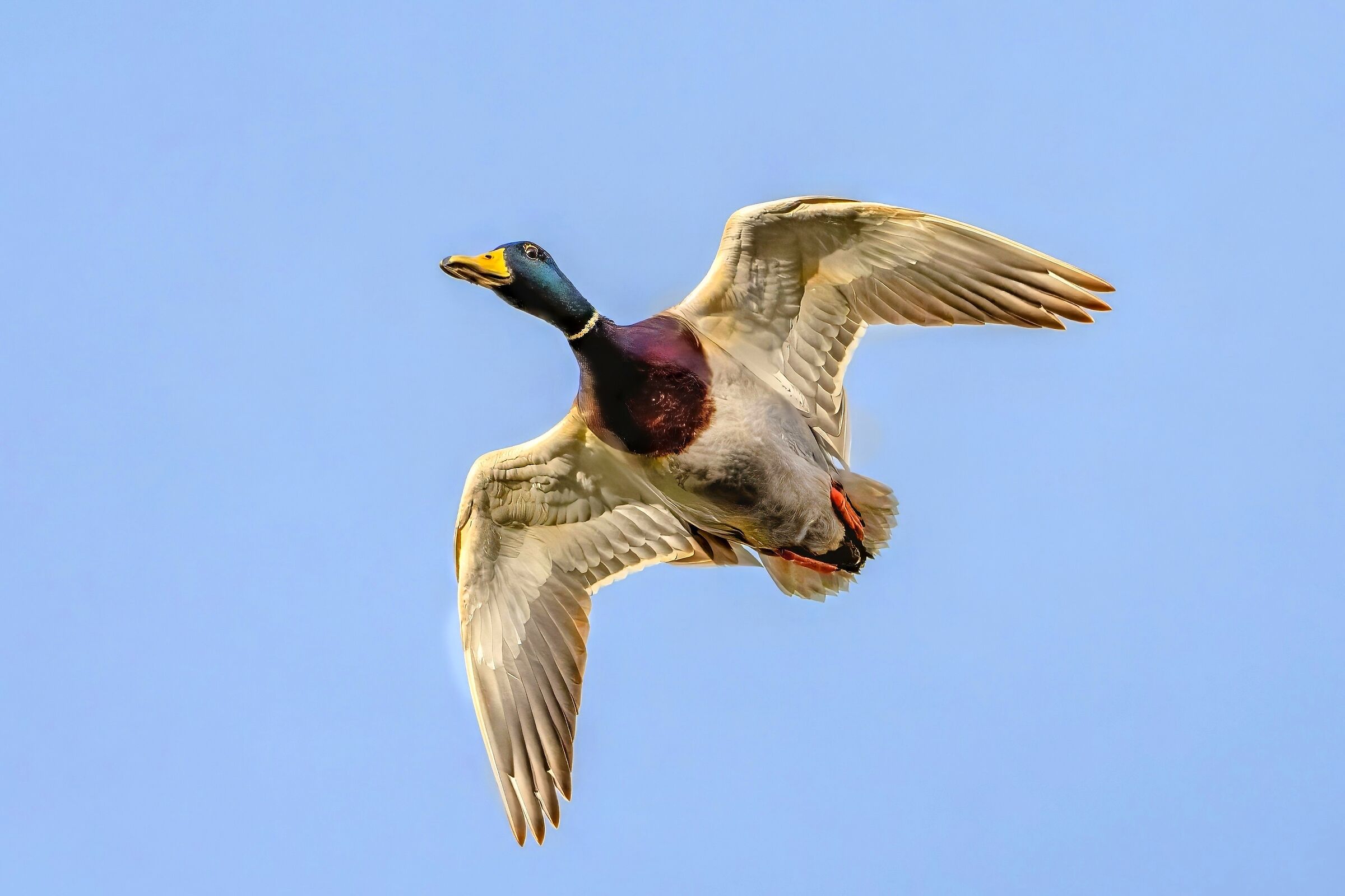 Germano reale (Anas platyrhynchos)