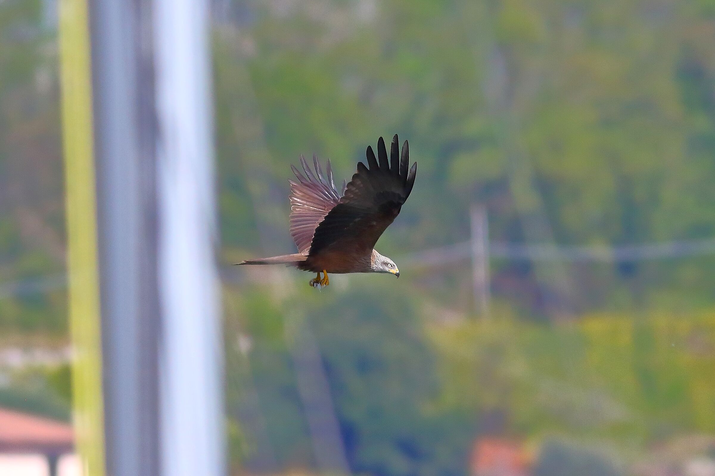 Black Kite 04 April 2024 - 7607