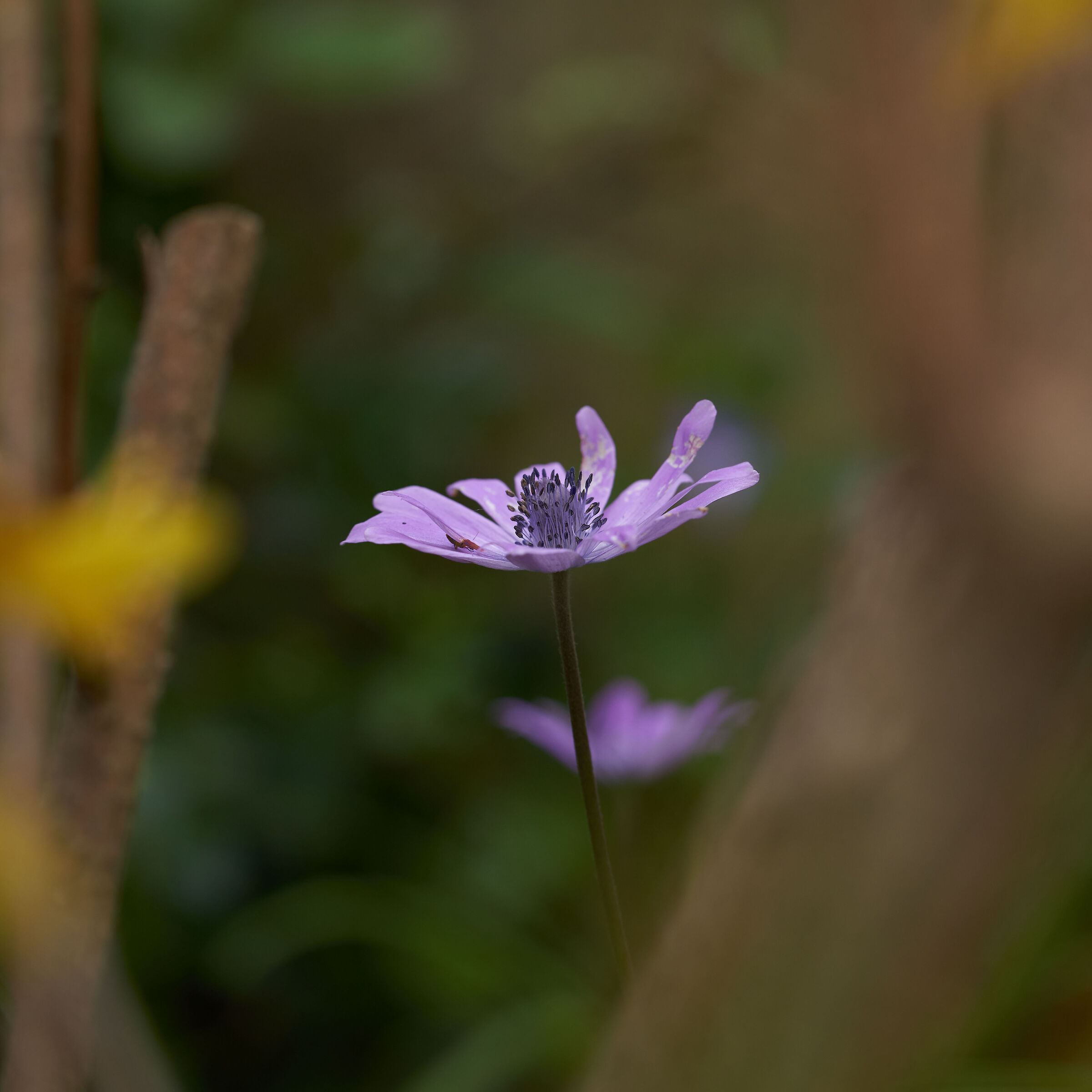 Flower ?