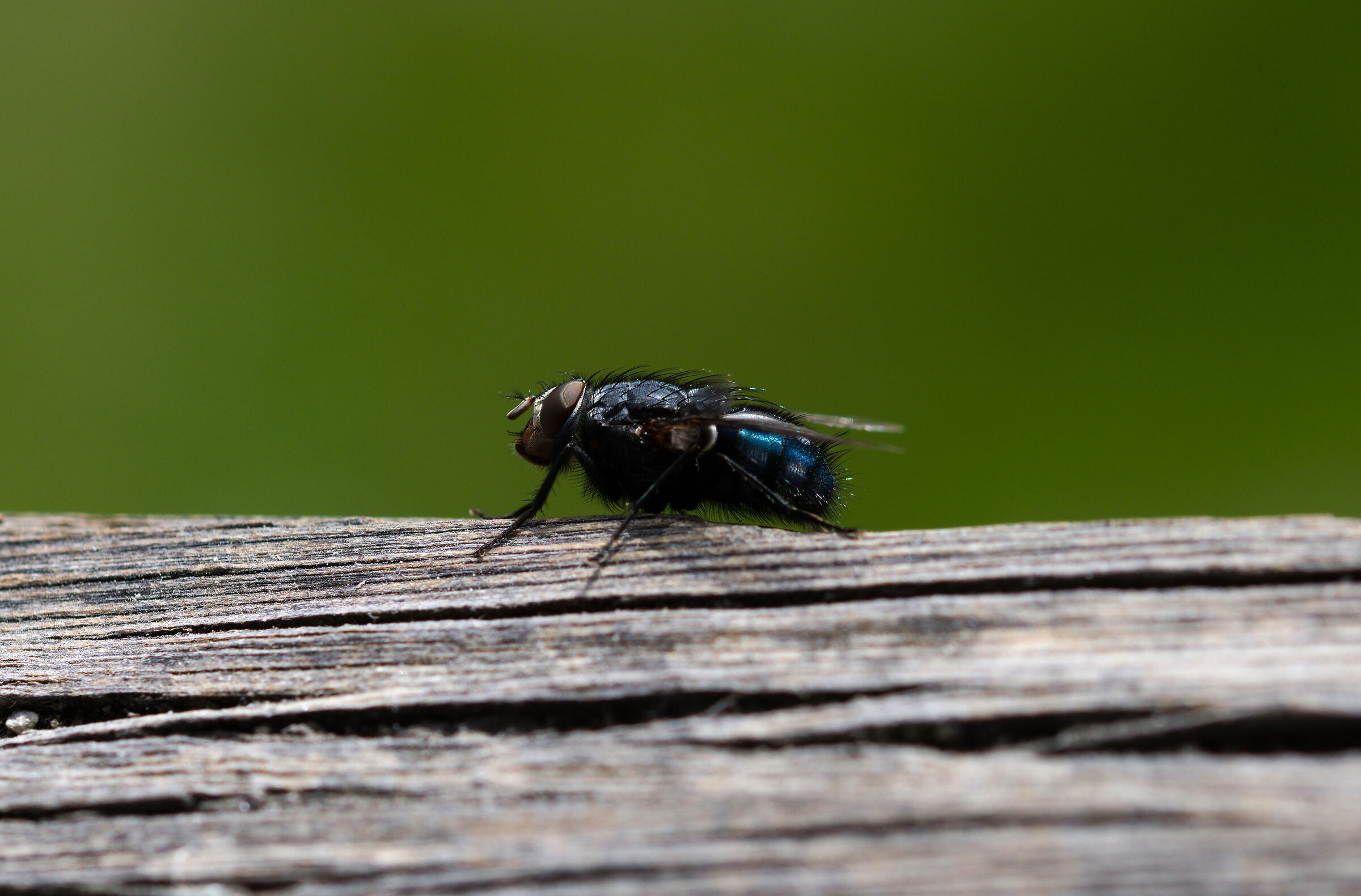 Uno scatto al volo...