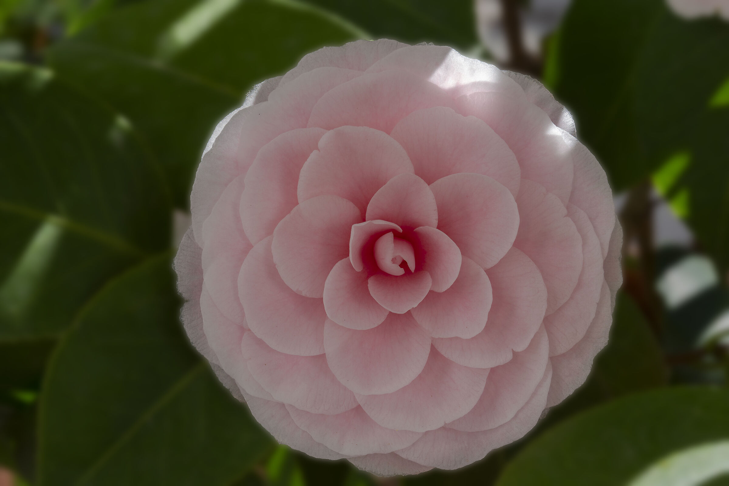 Camellia
