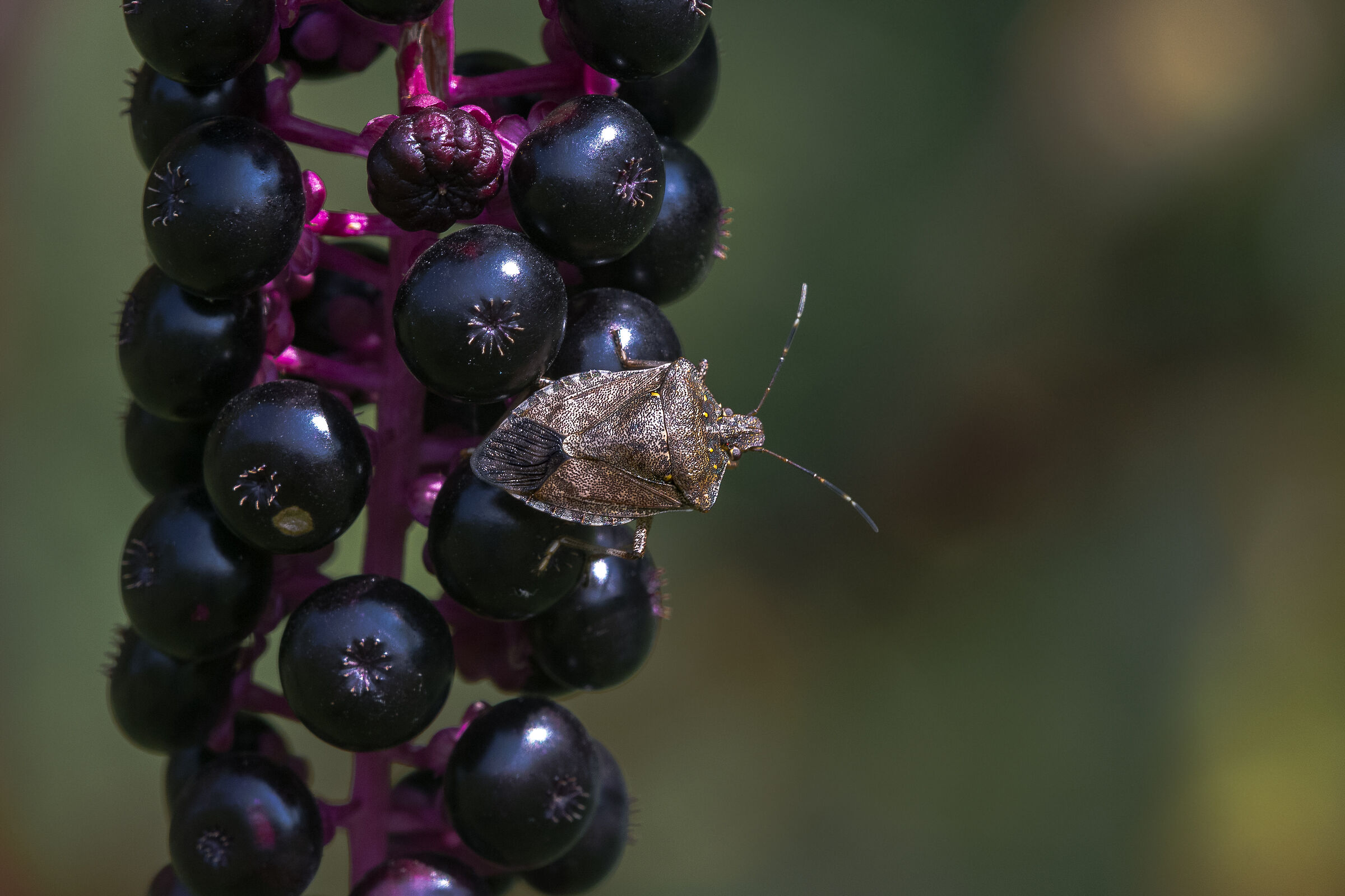 Marmorated stink bug (Asian stink bug - Halyomorpha halys)