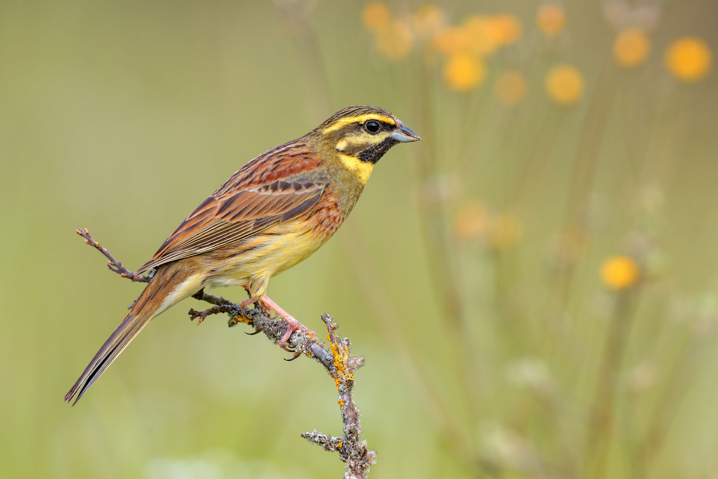 Cirl bunting