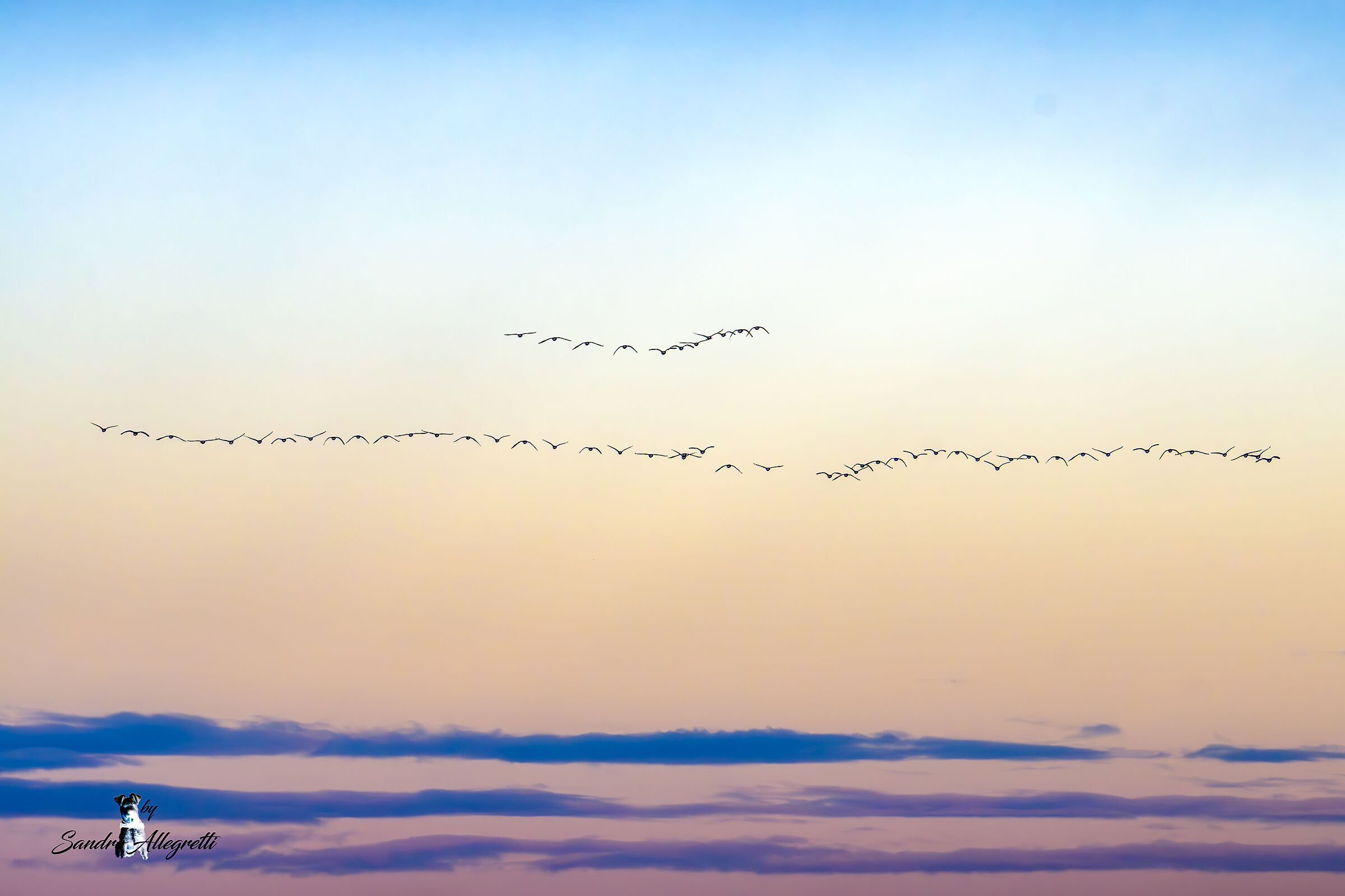 Alba di migrazione sull'Agro pontino