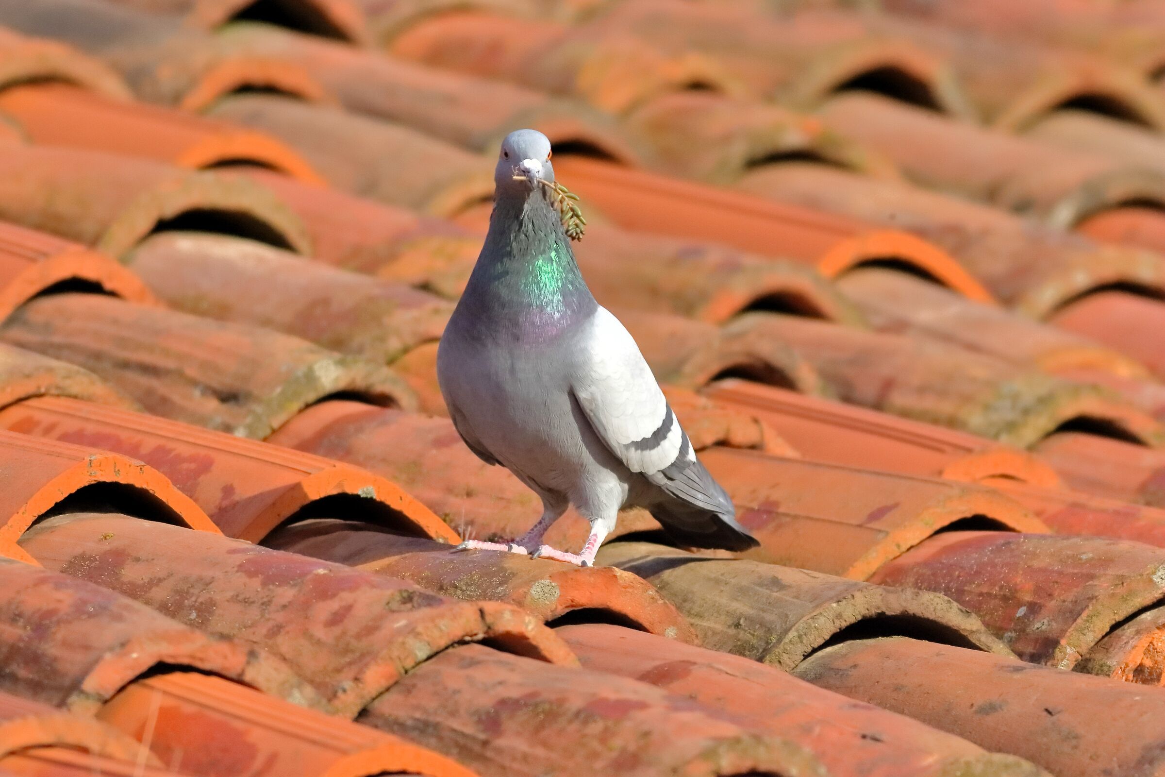 Colombo 26 January 2024 - 0008