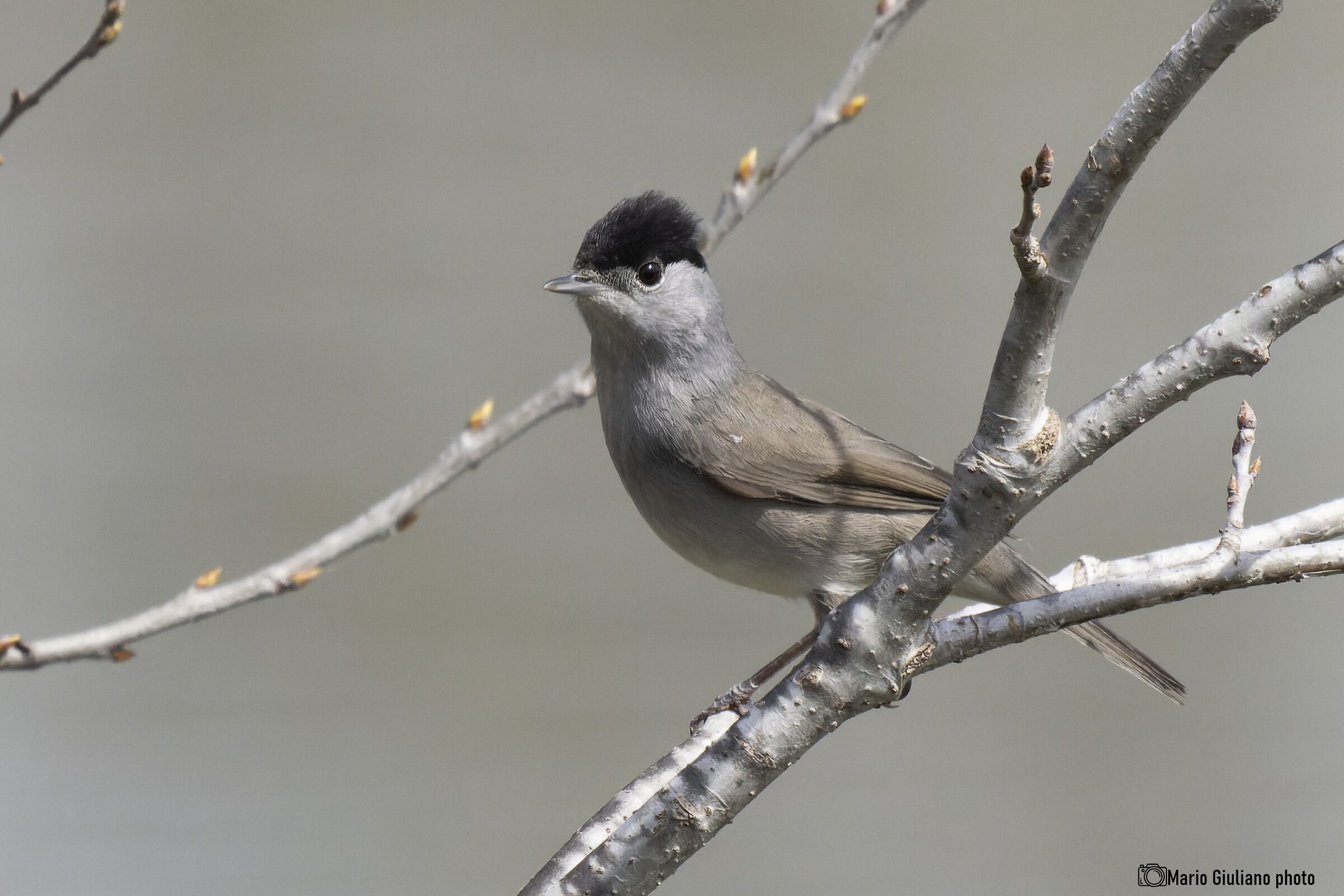 Blackcap