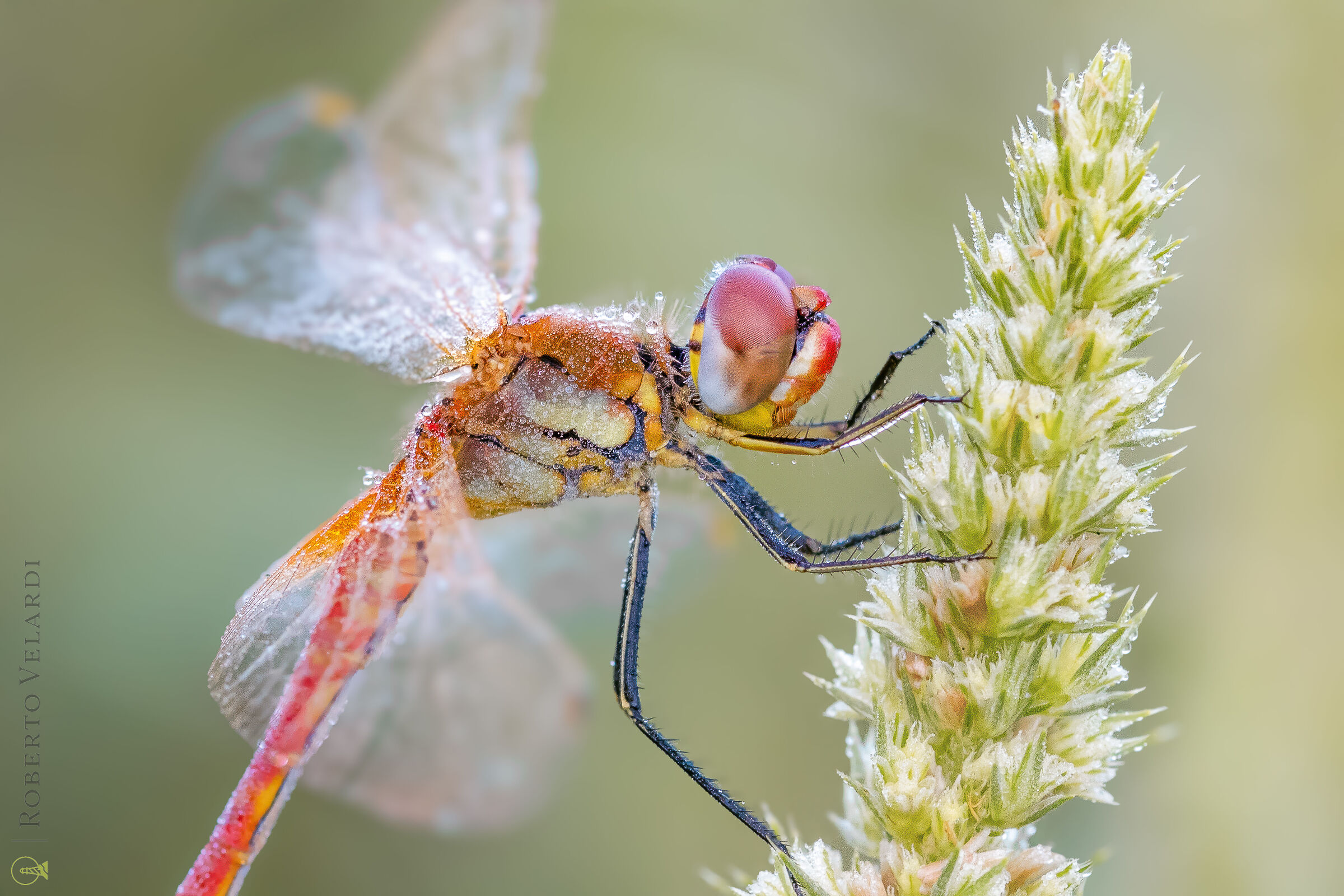 Sympetrum Fonscolombii
