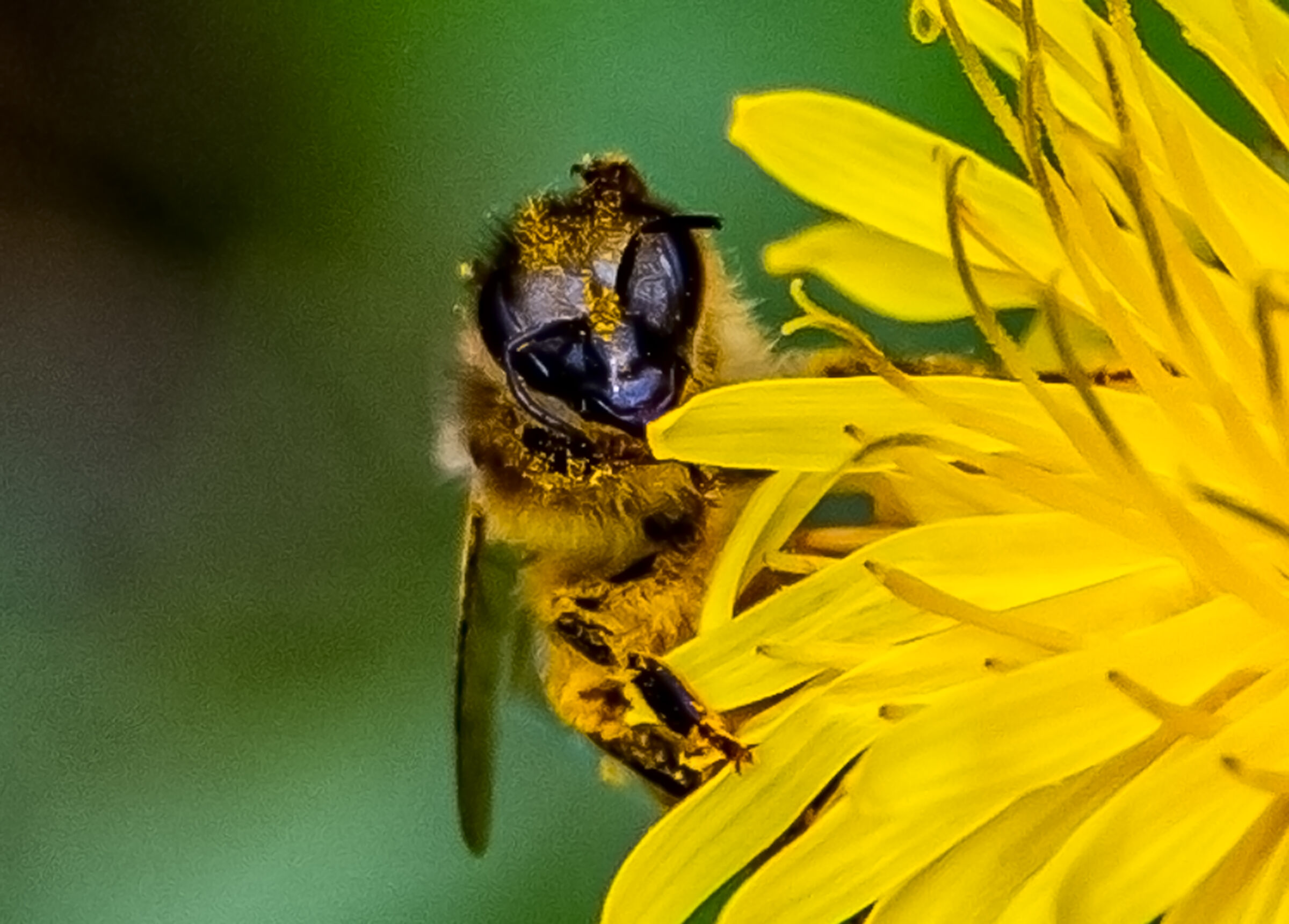 Extraterrestre... o.... ?!