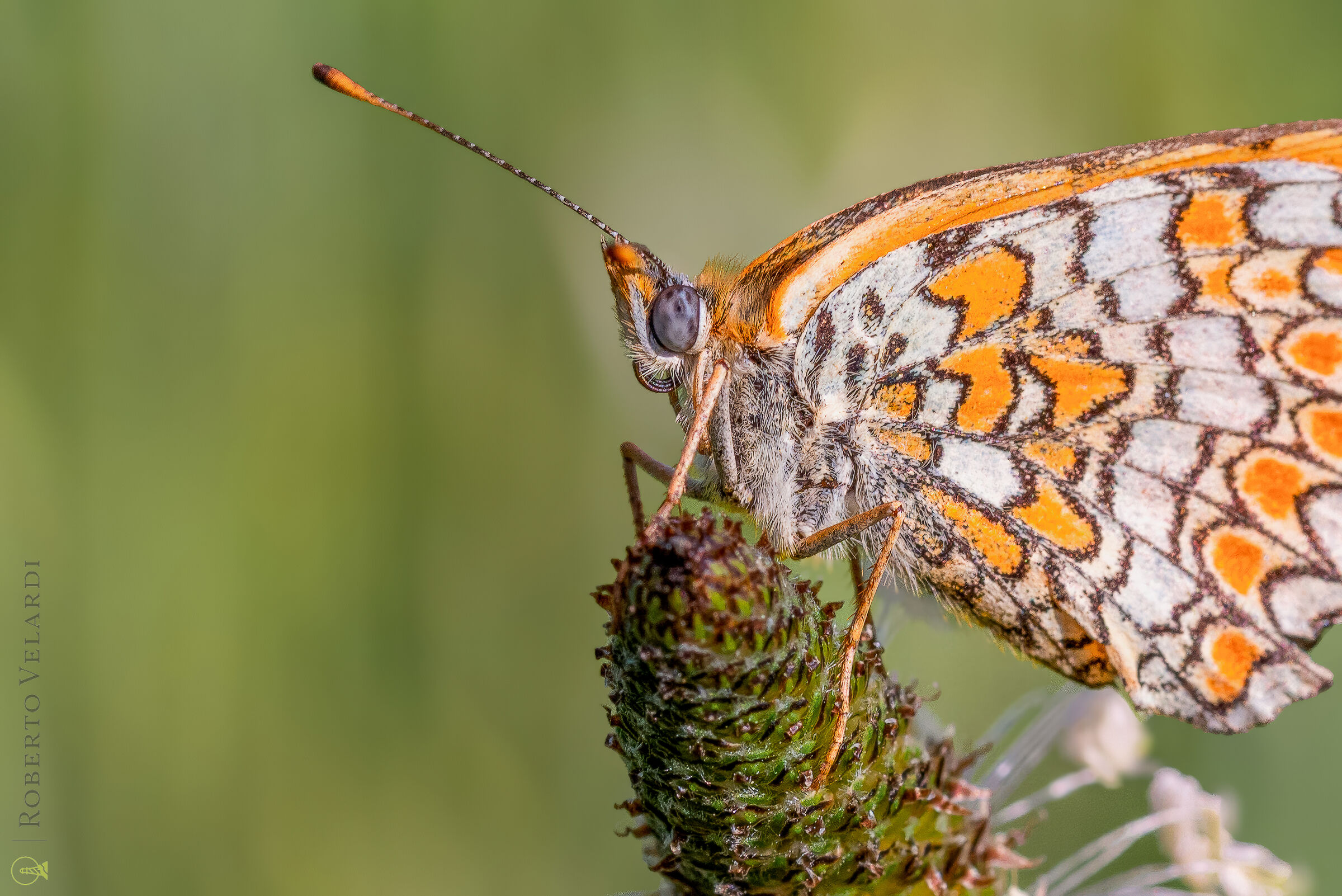 Melitaea
