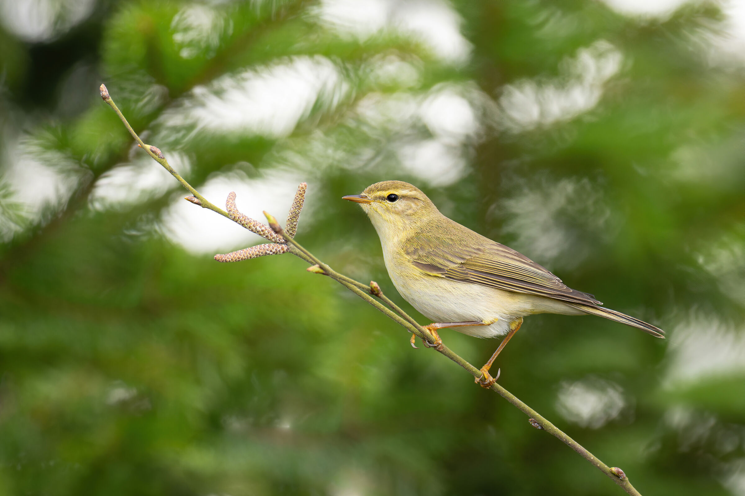 Phylloscopus trochilus
