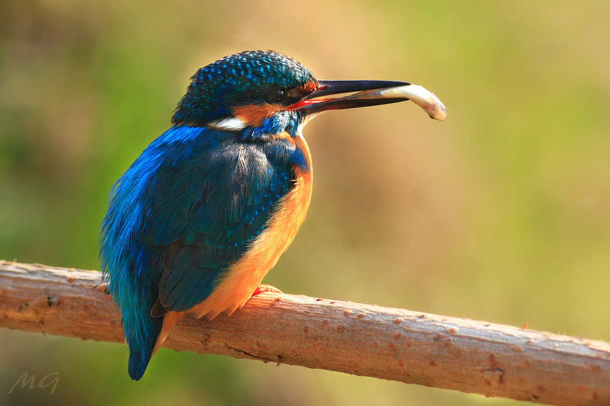 Alcedo atthis