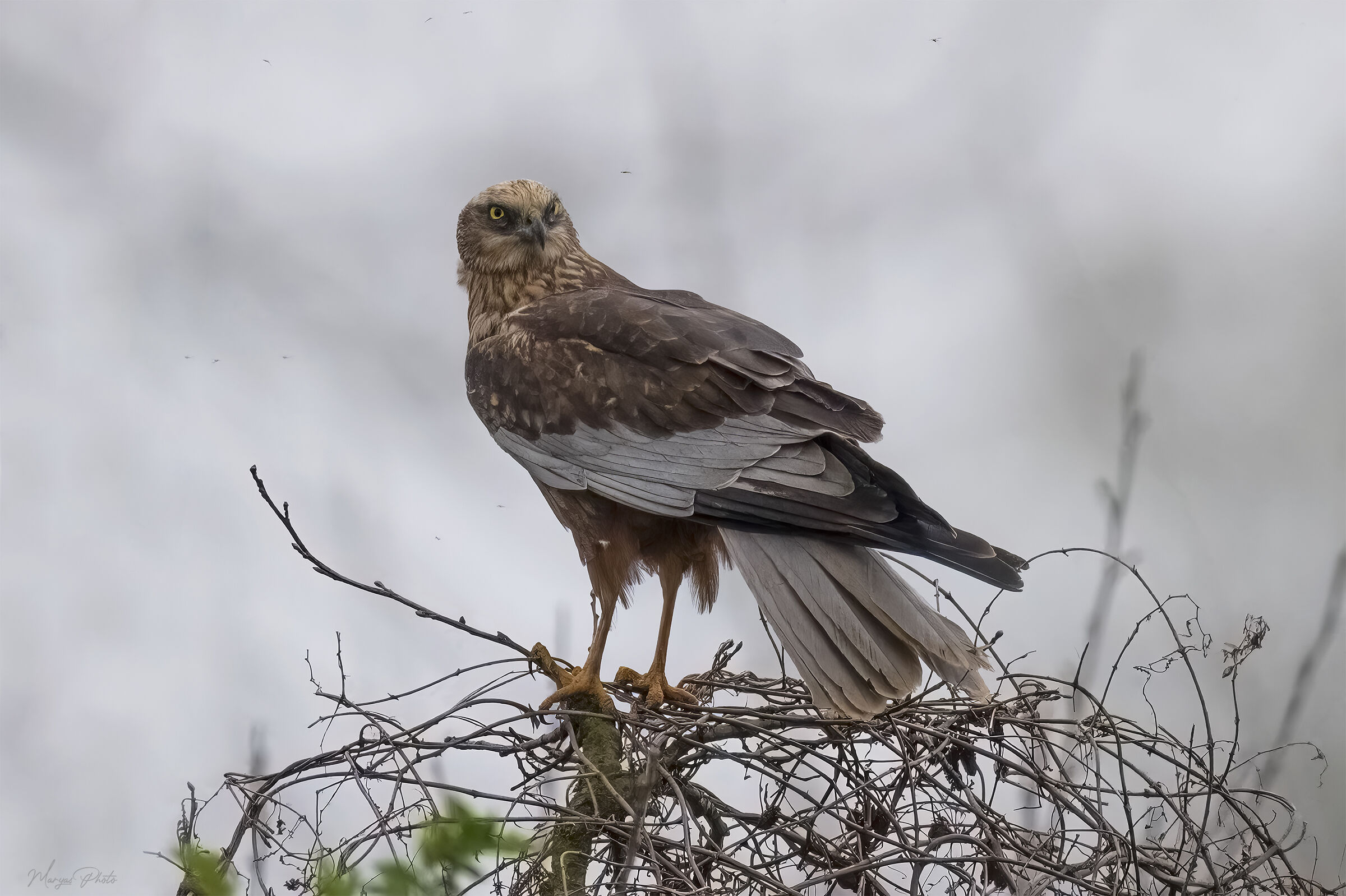 The hawk and the gnats