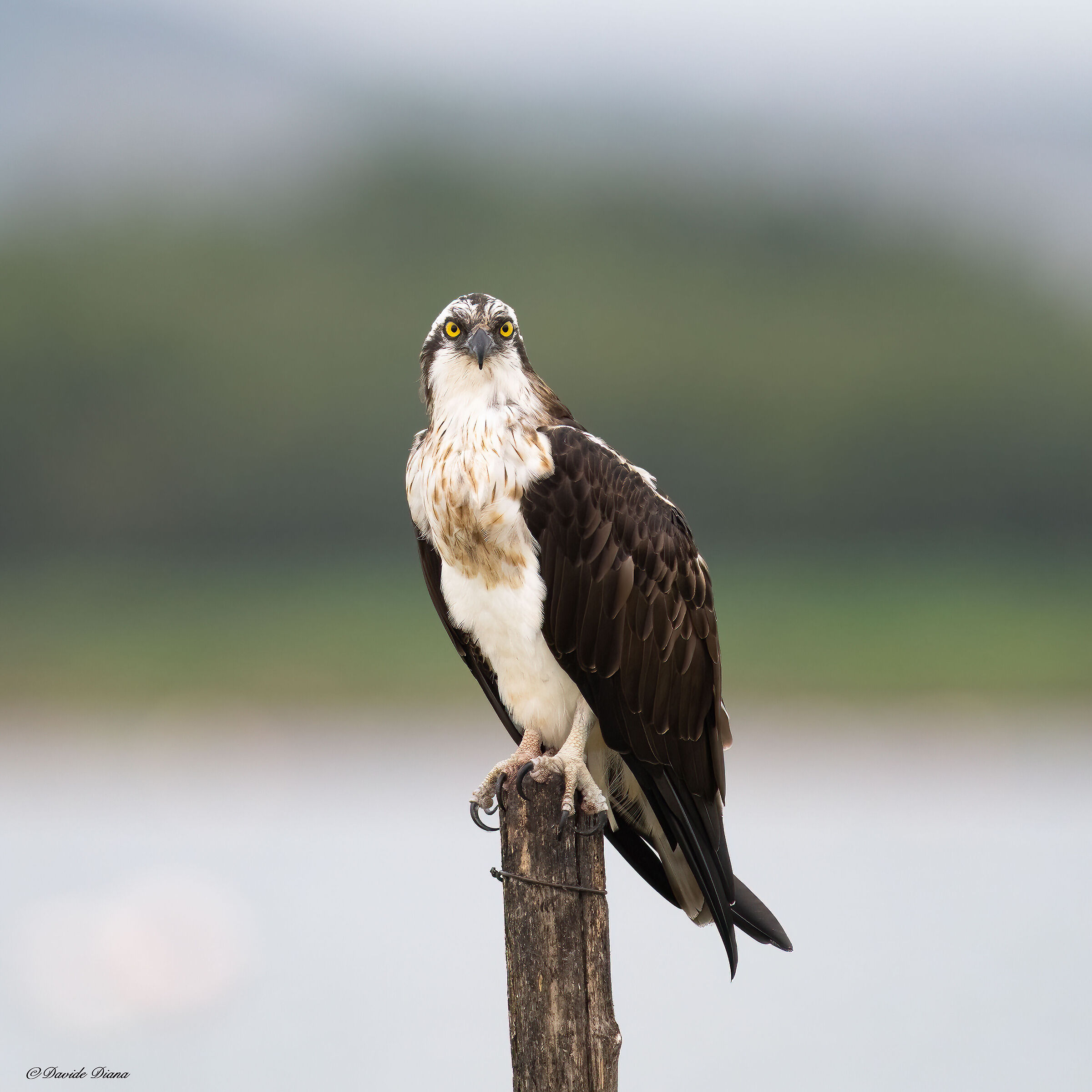 Osprey - Pandion haliaetus - Cabras - Sardinia
