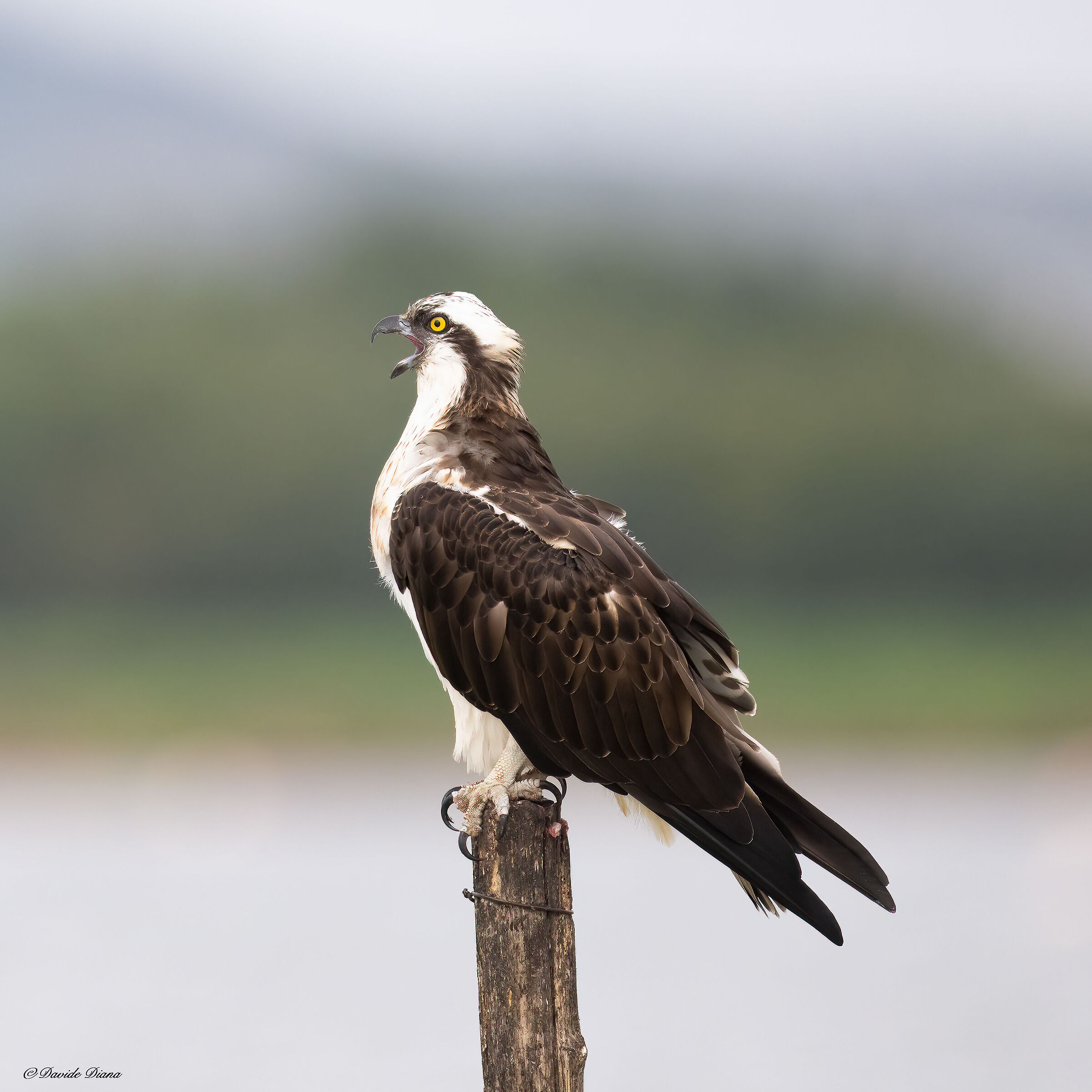 Osprey - Pandion haliaetus - Cabras - Sardinia