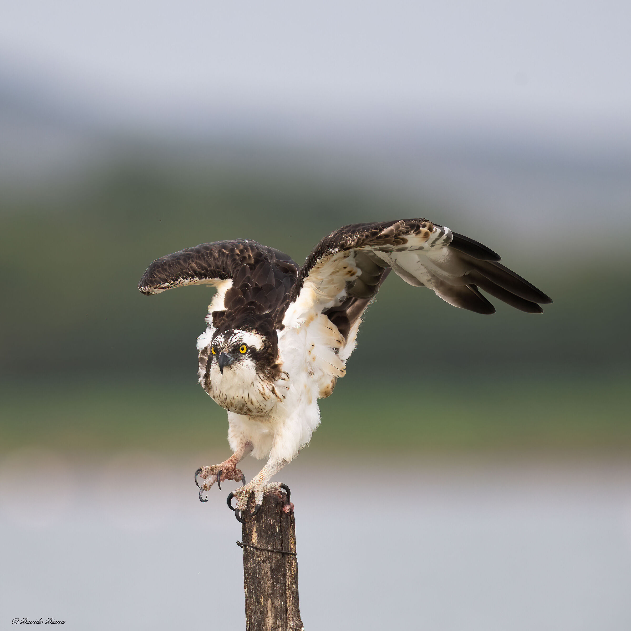 Osprey - Pandion haliaetus - Cabras - Sardinia