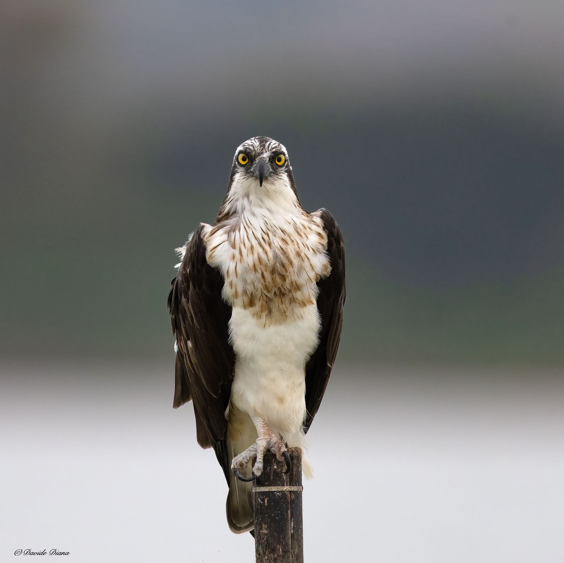 Osprey - Pandion haliaetus - Cabras - Sardinia