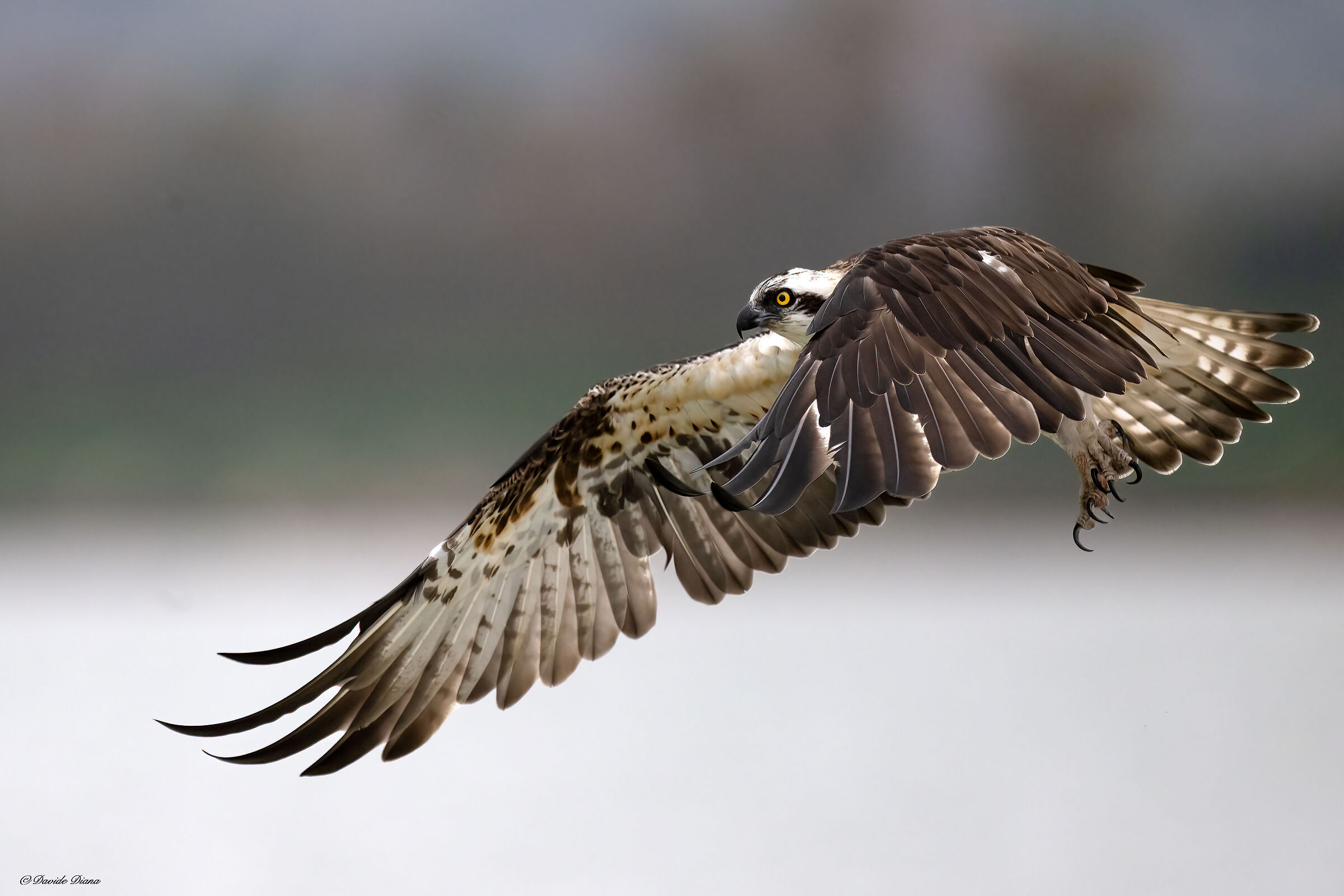 Osprey - Pandion haliaetus - Cabras - Sardinia