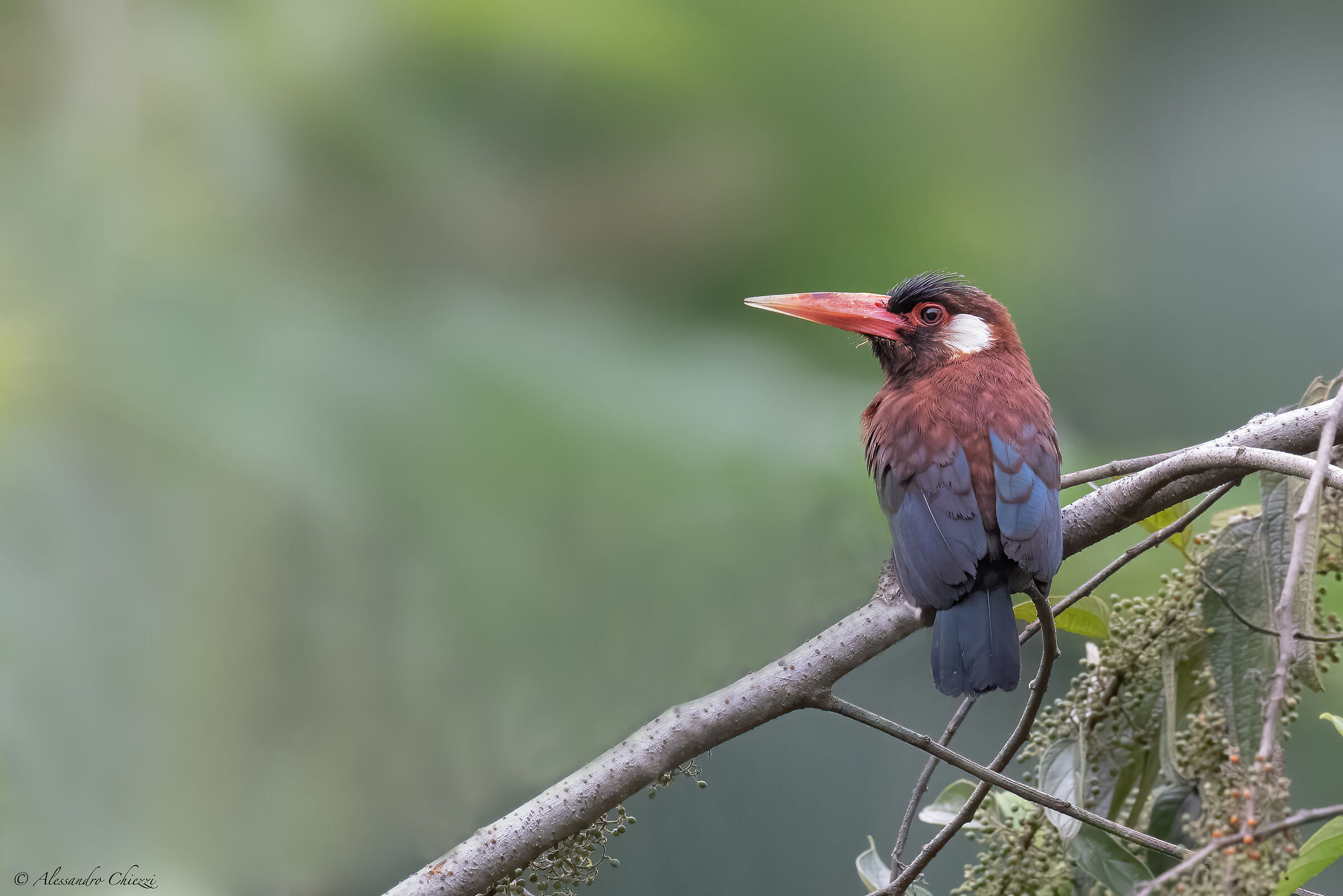 Jacamar White Cheeks