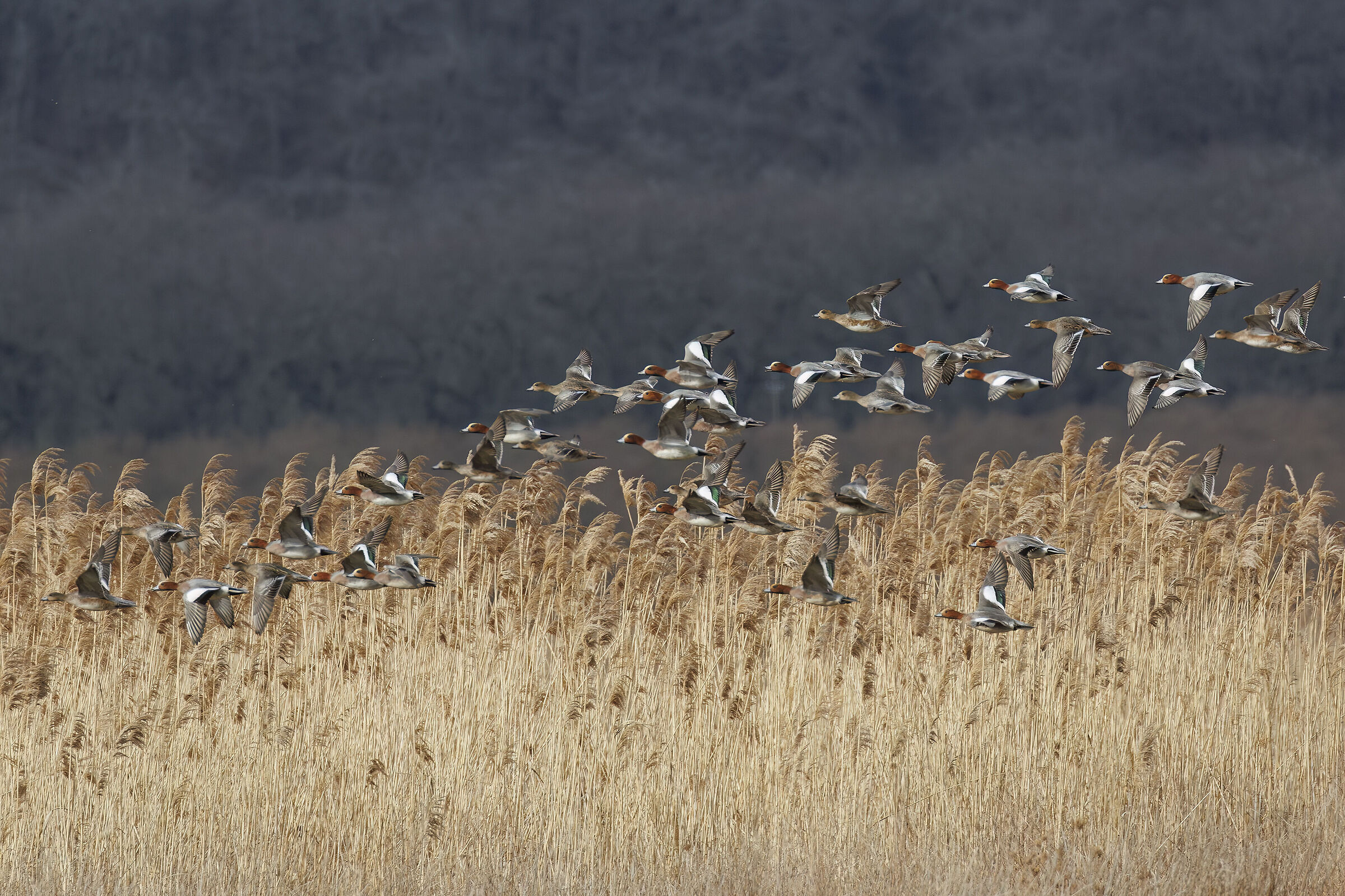 Arrivano i Fischioni