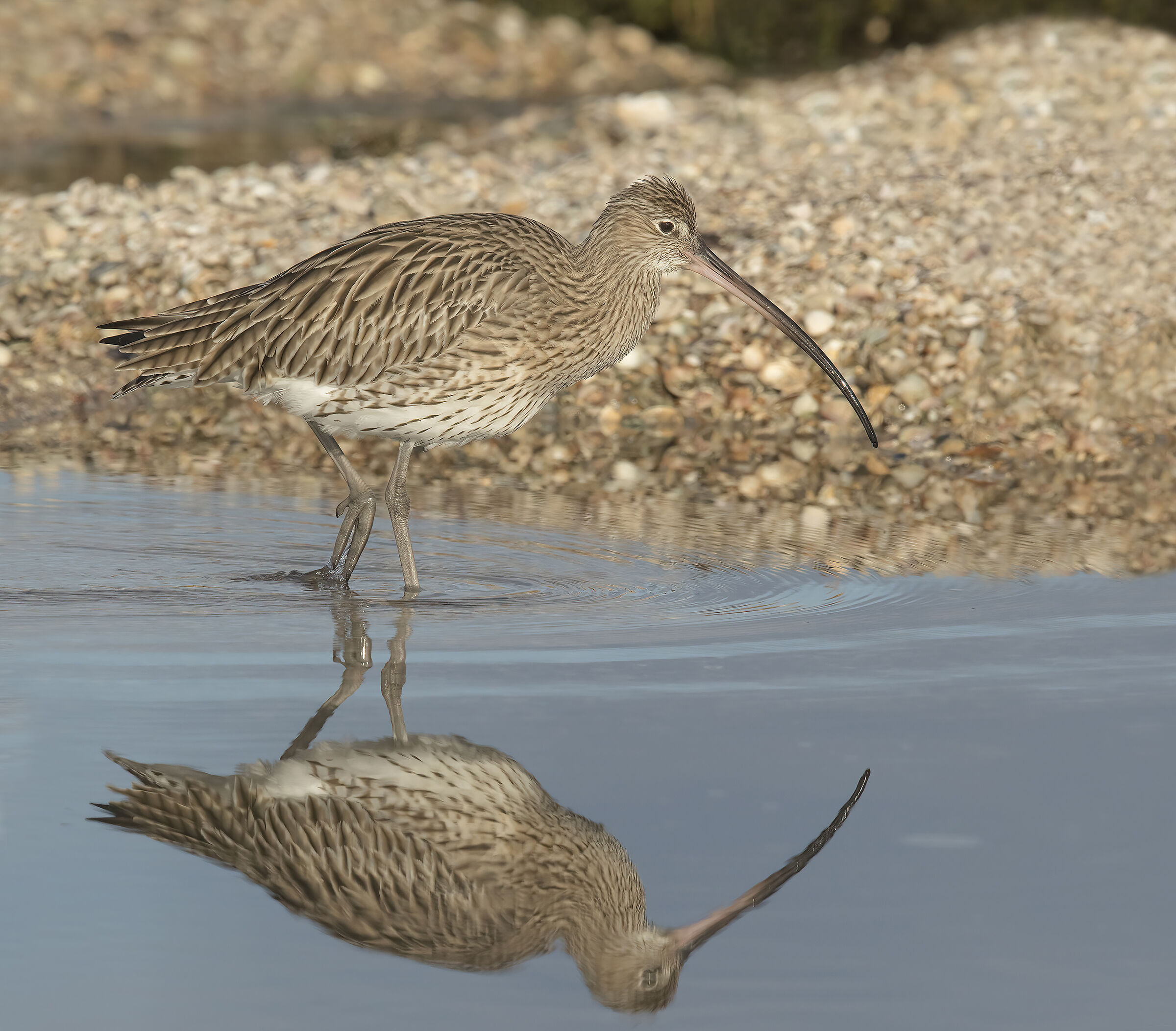 chiurlo maggiore (numenius arquata)