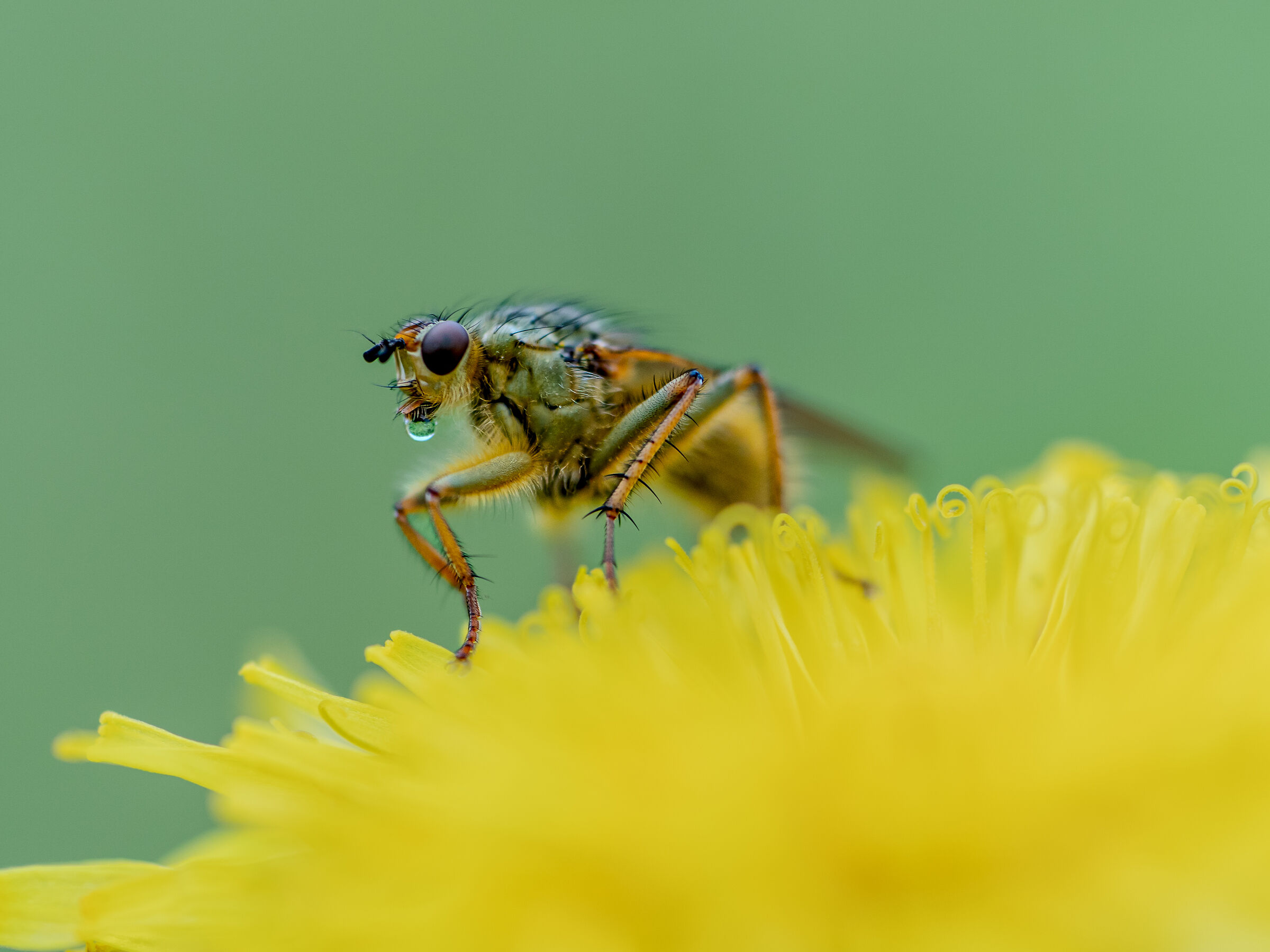 Mosca gialla