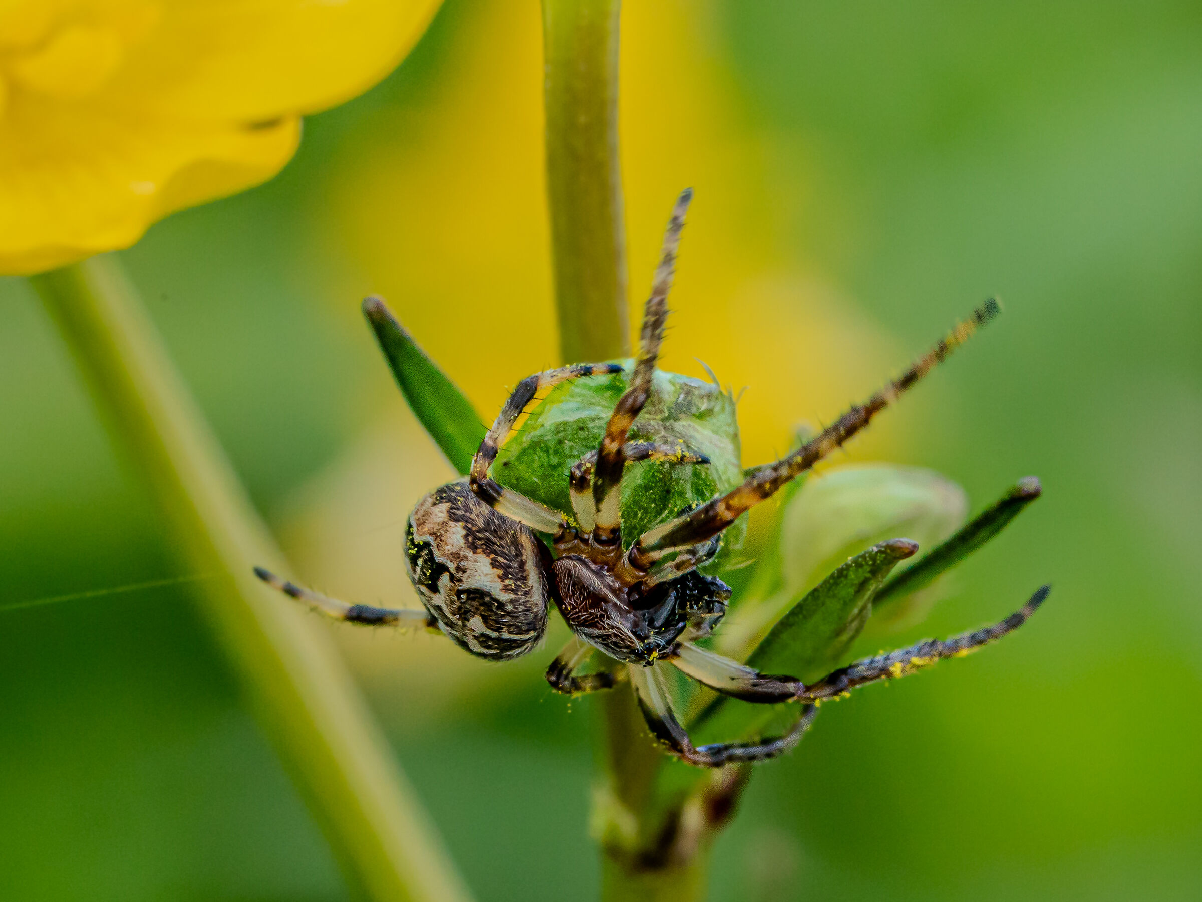 Larinioides cornutus