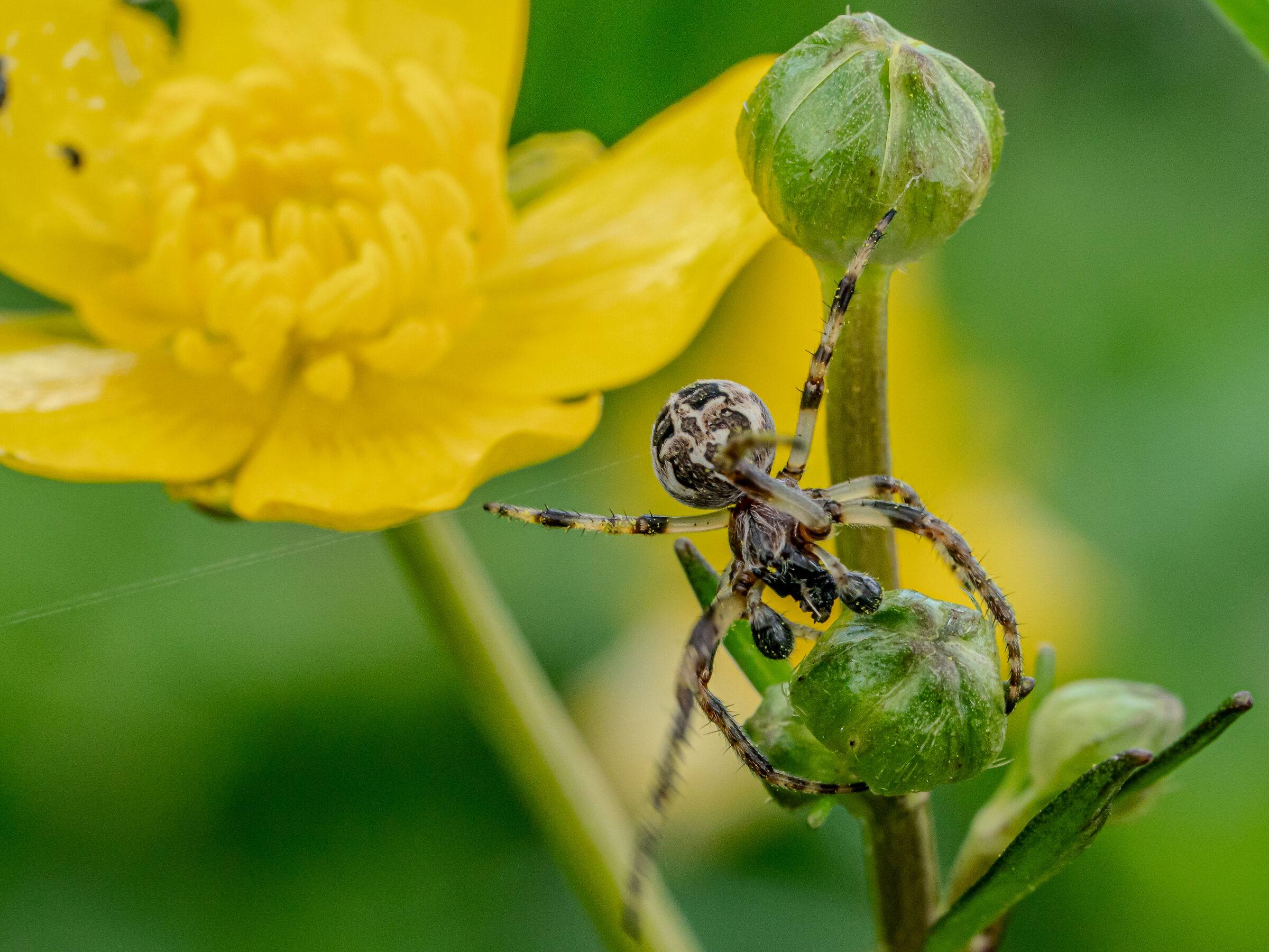 Larinioides cornutus