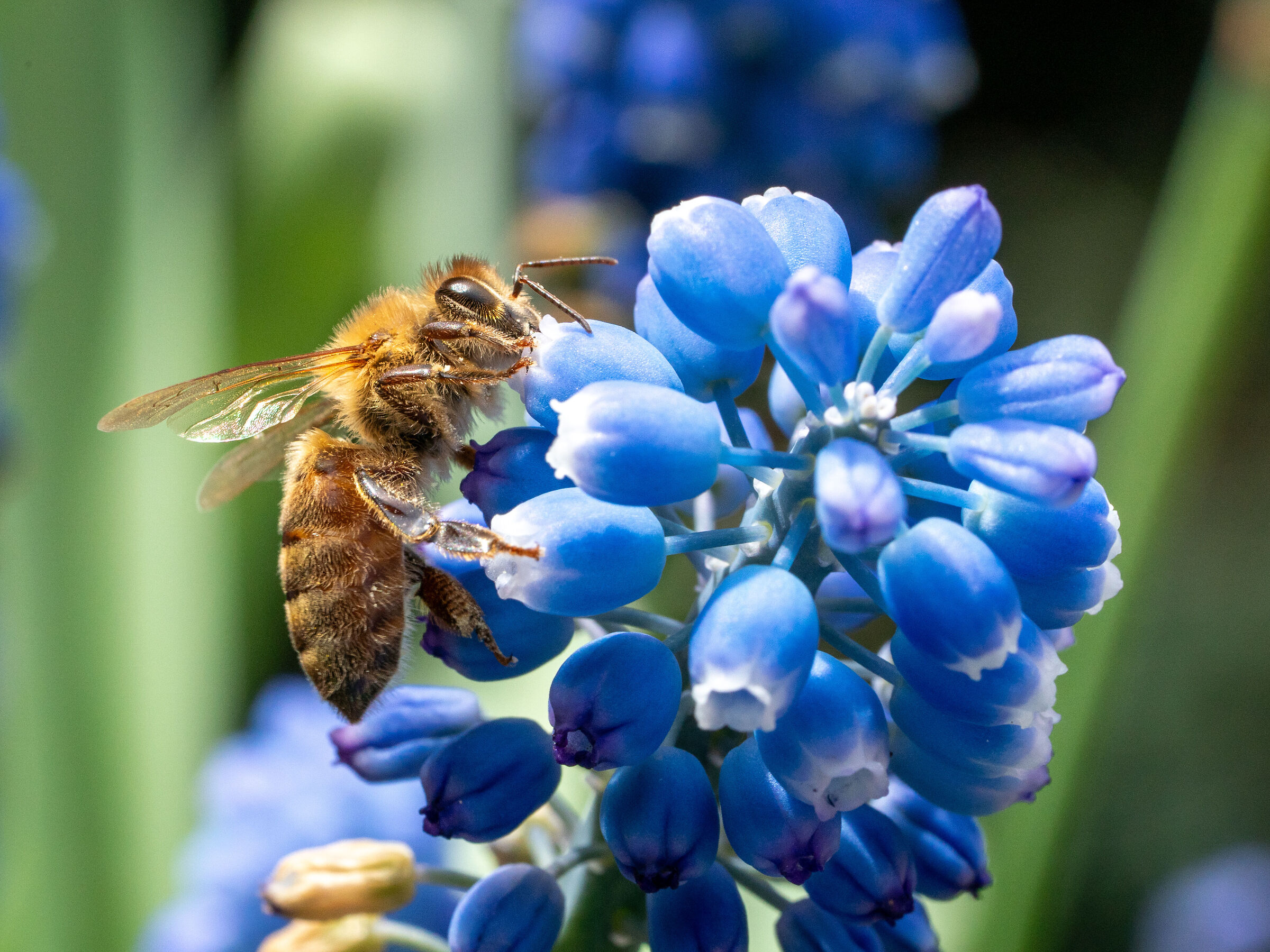 Apis mellifera on muscari