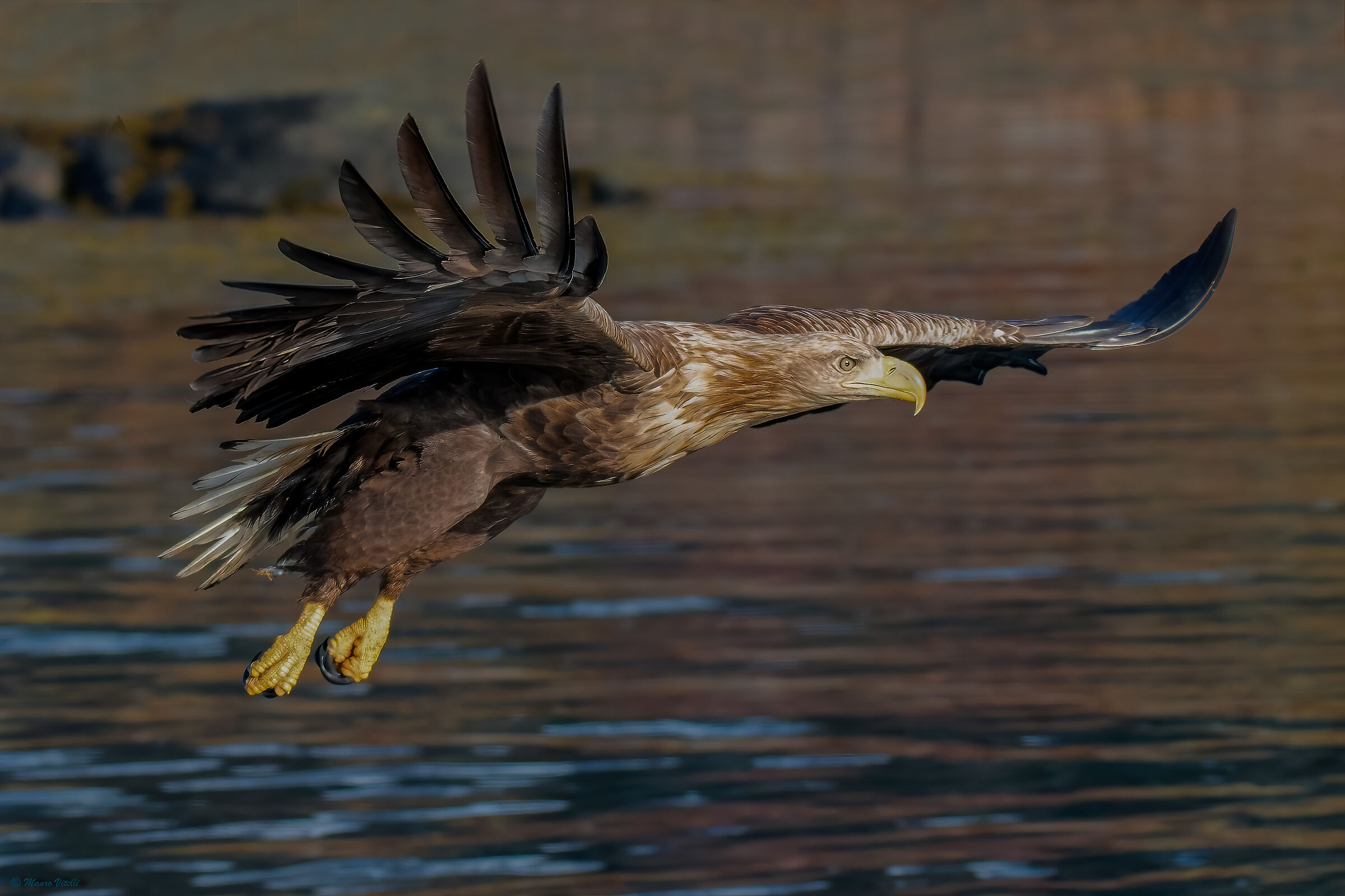 Sea eagle (Haliaeetus albicilla)