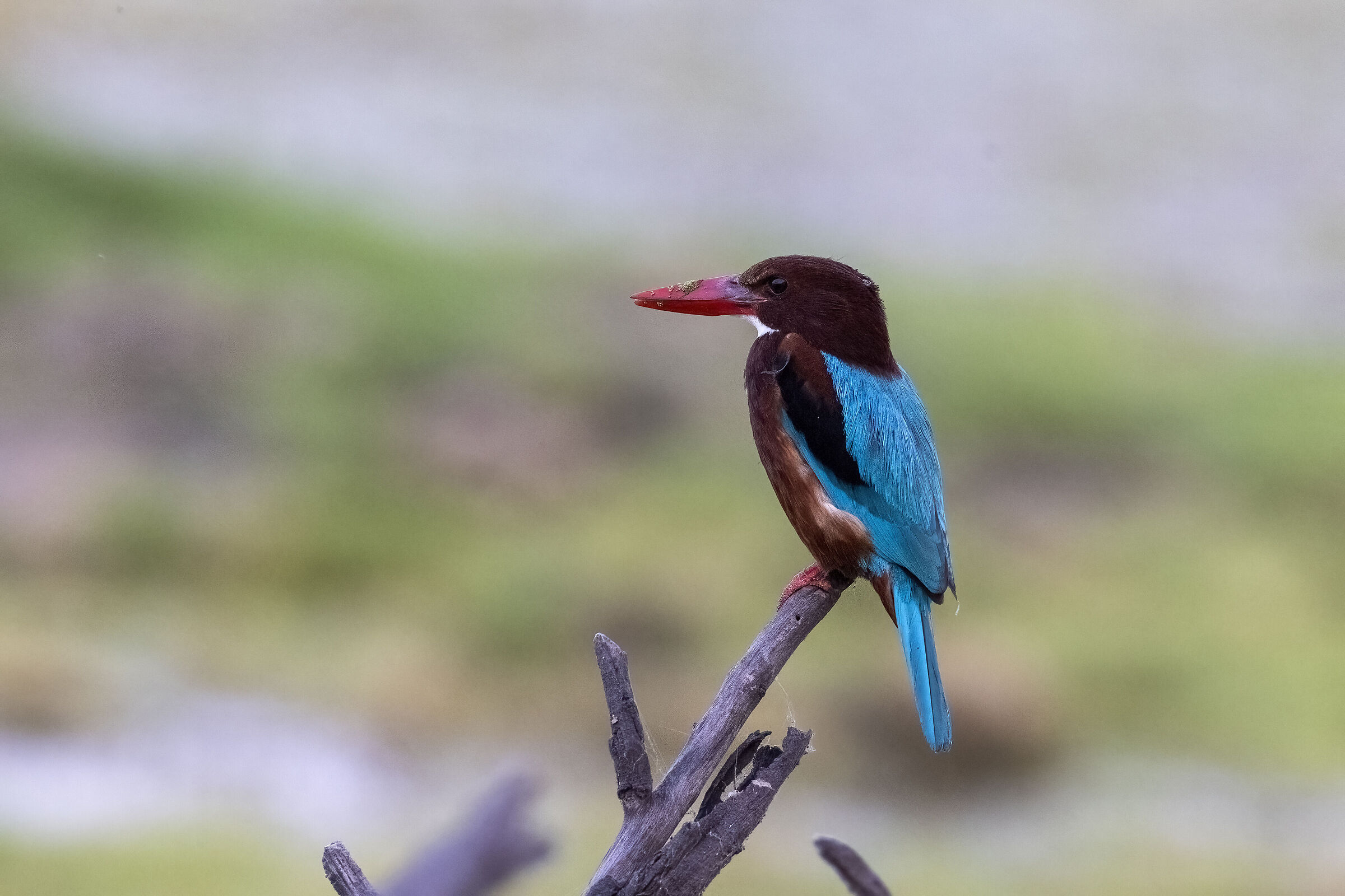 Kingfisher India 2024