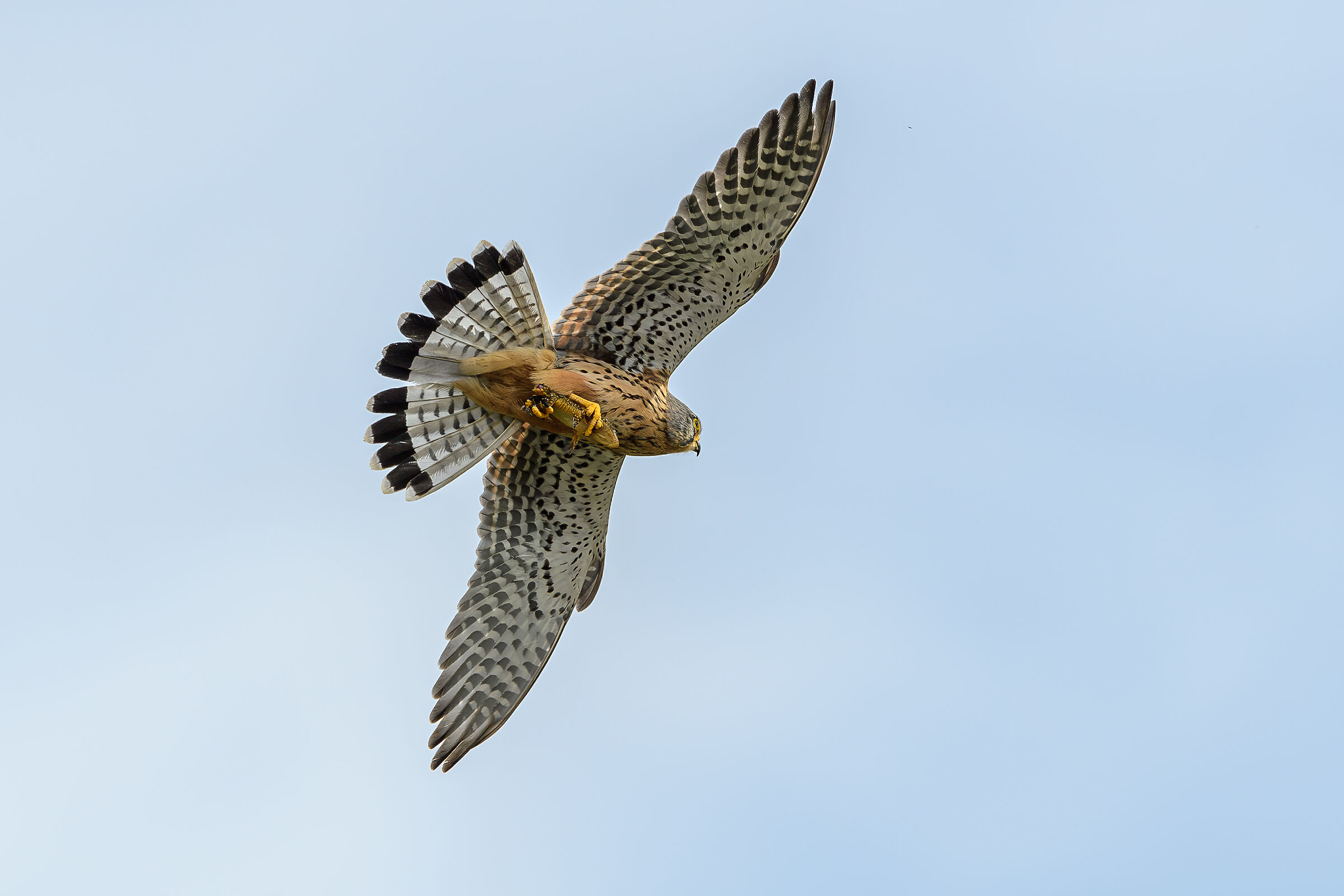 Kestrel